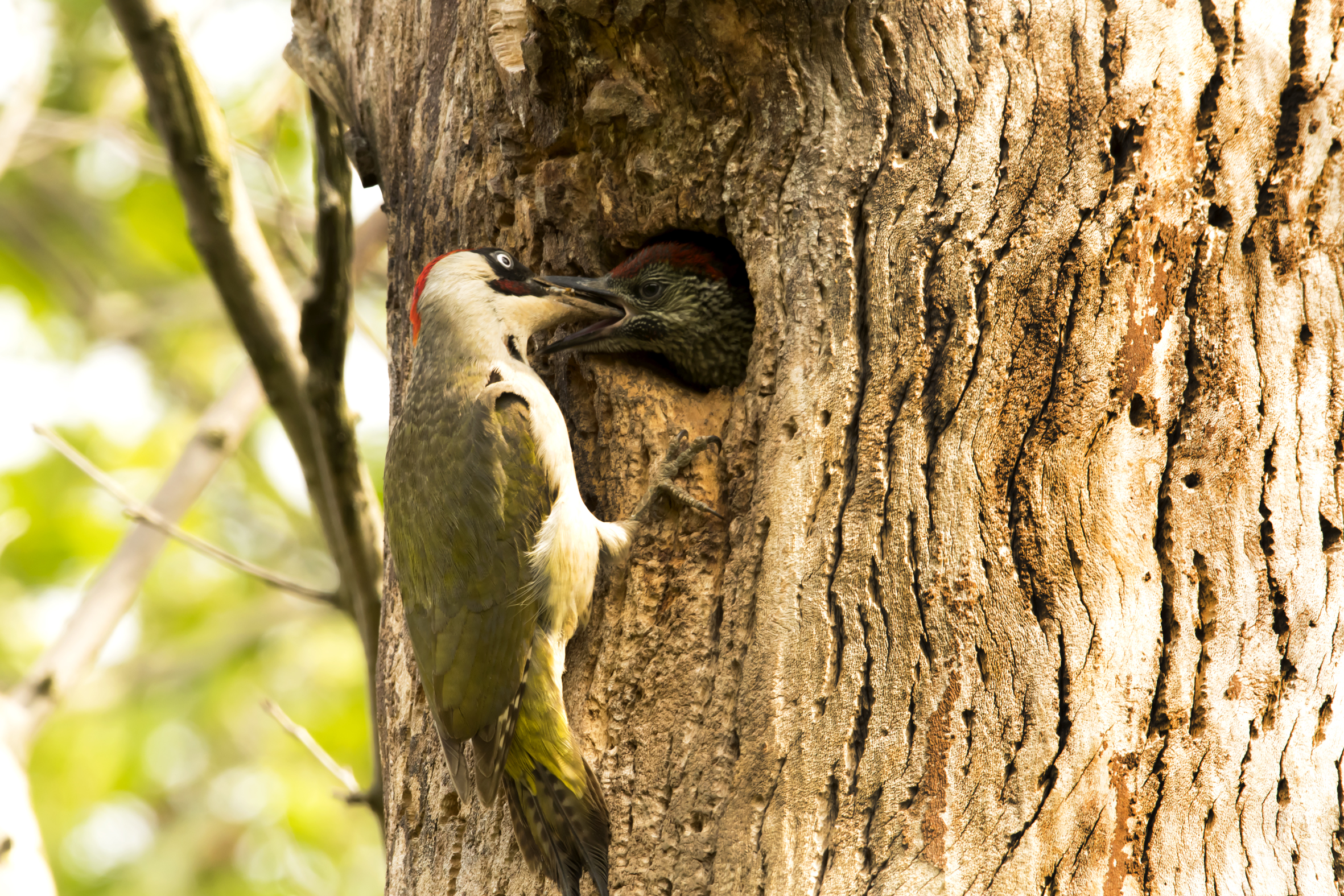 imbeccata male green woodpecker with male pullo