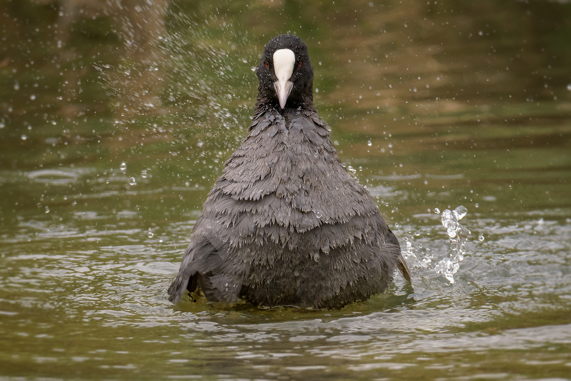 ...ti spiezzo in due!