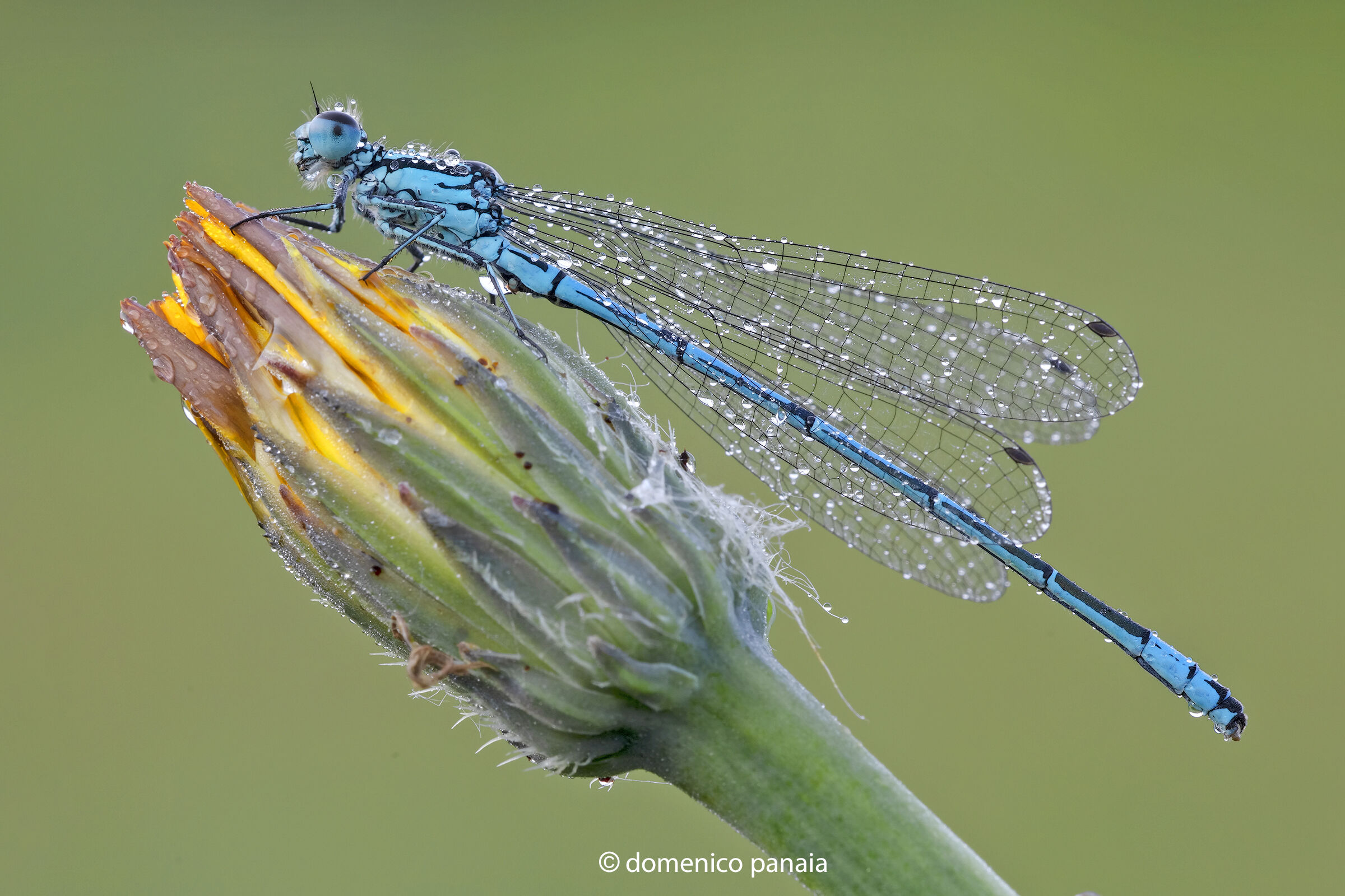 Coenagrion puella