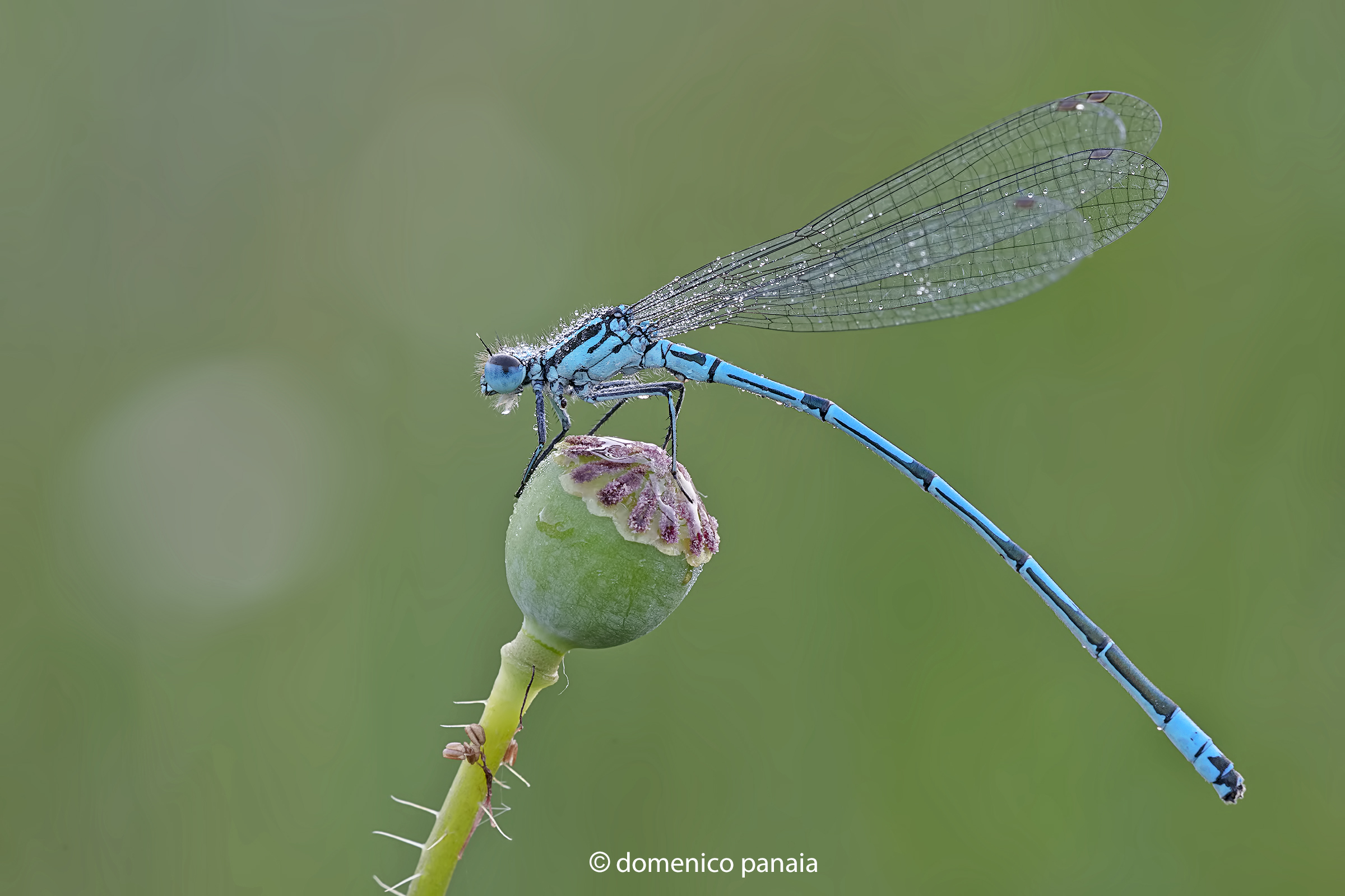 Coenagrion puella