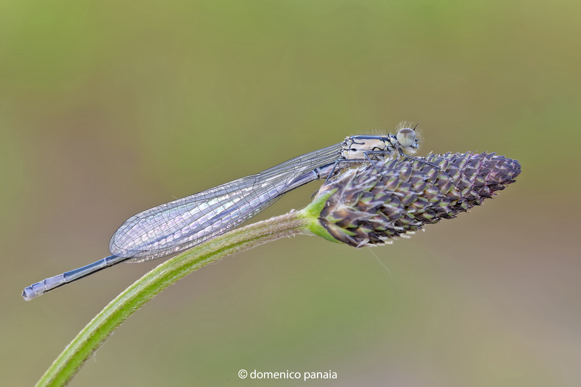 coenagrion puella