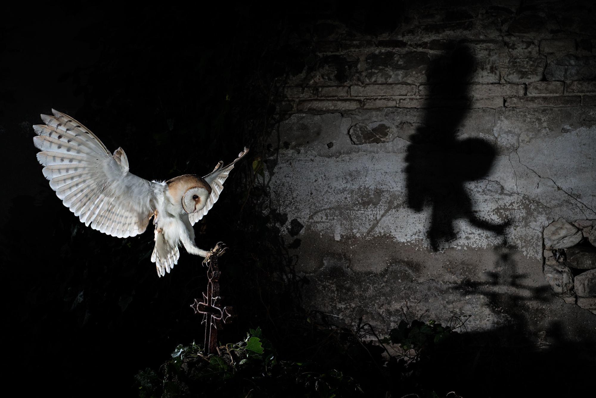 the Guardian