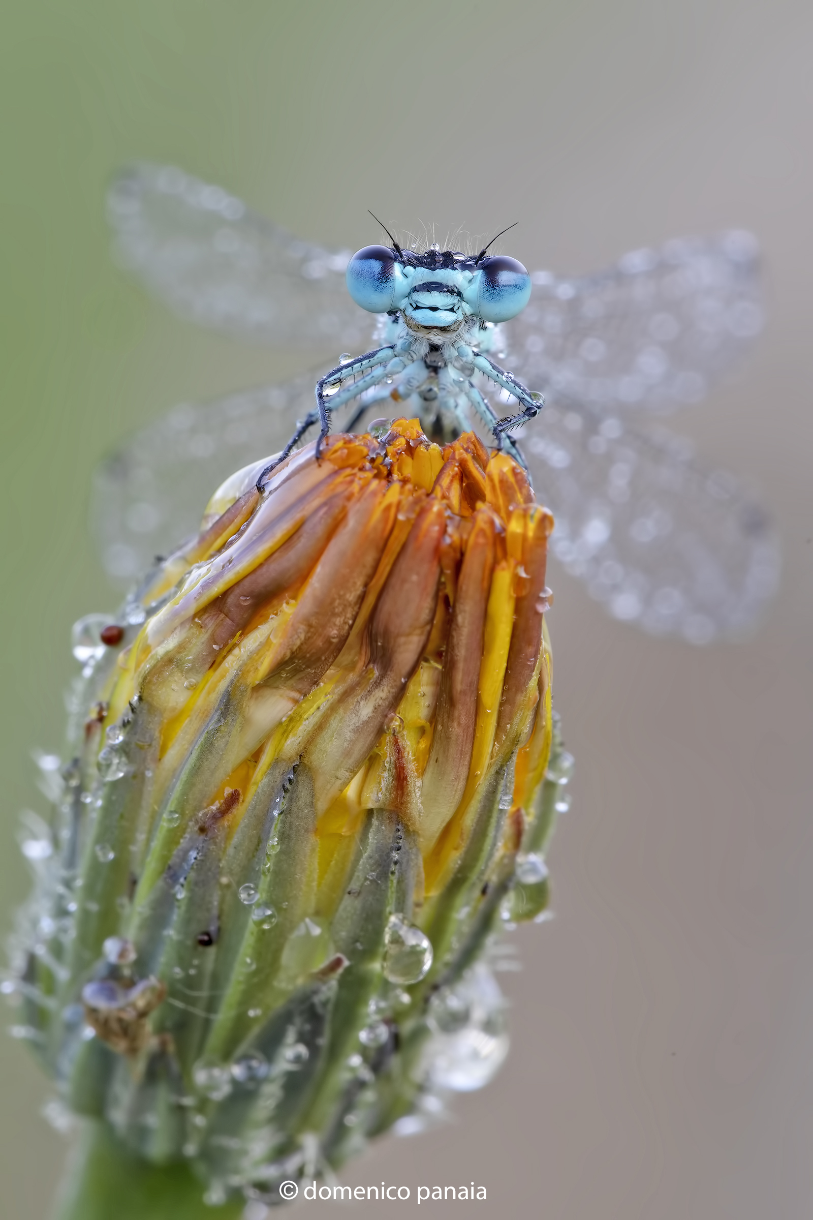 enallagma cythigerum