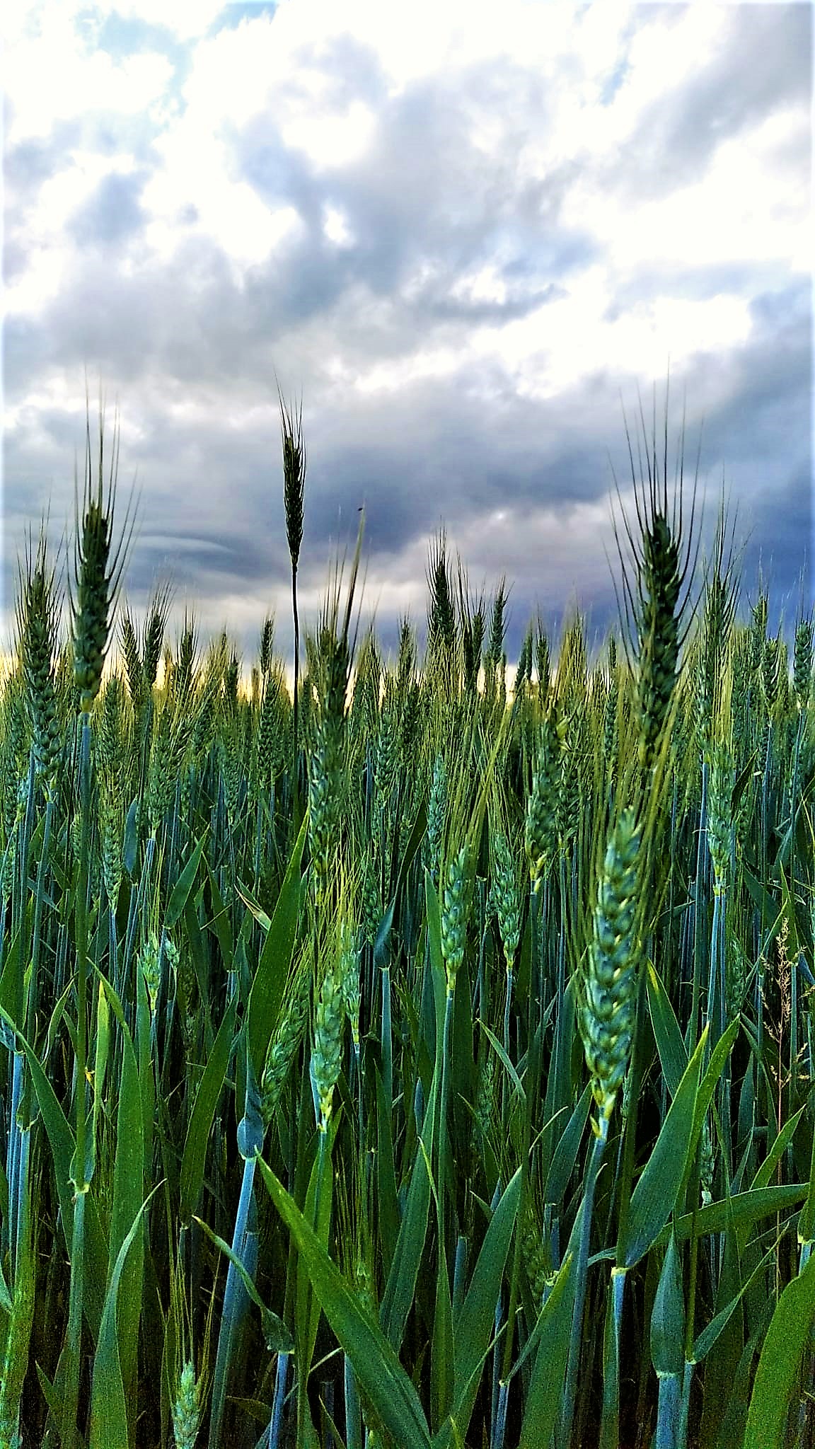 May wheat...