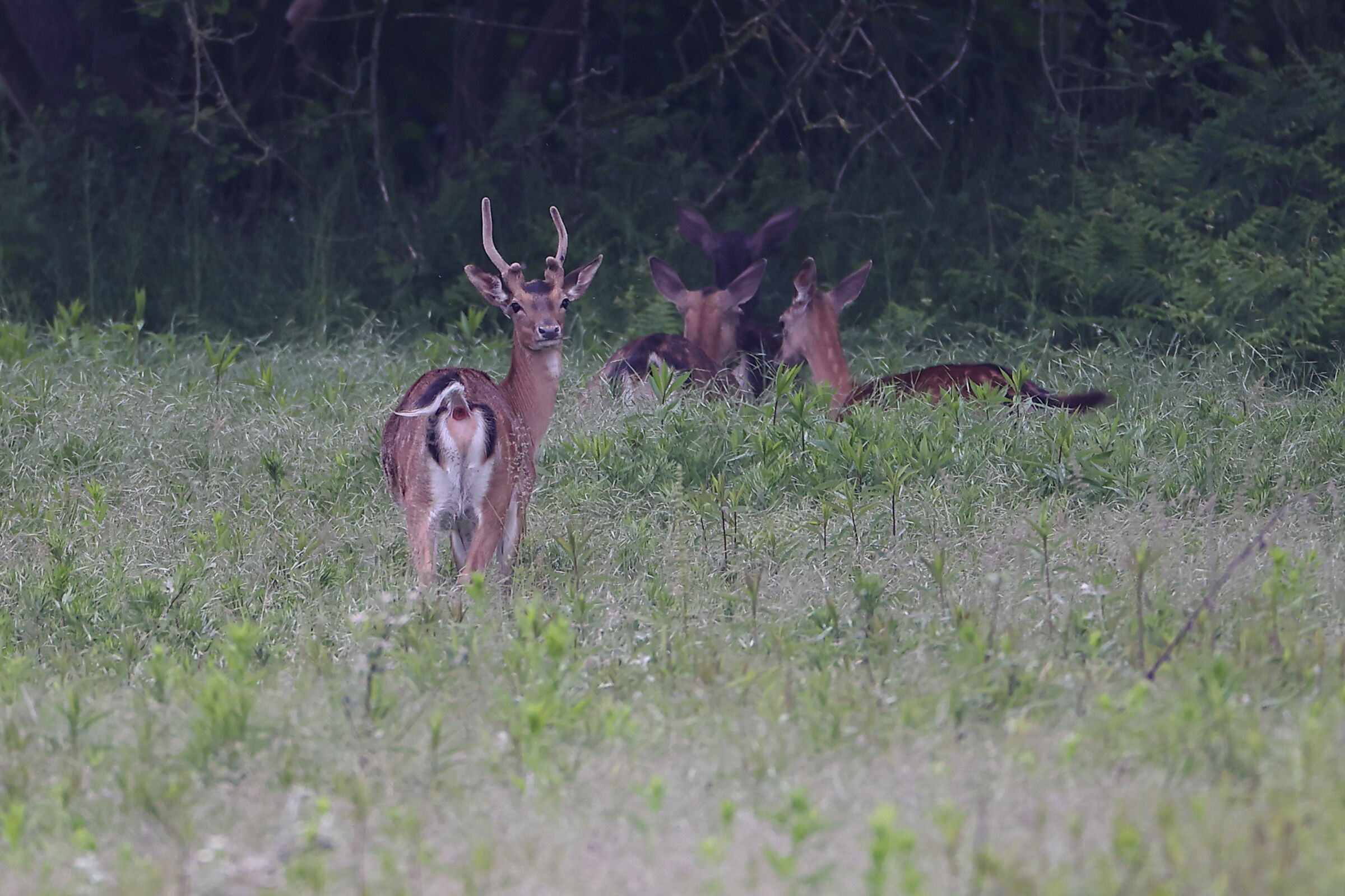 Run away that I saw a human