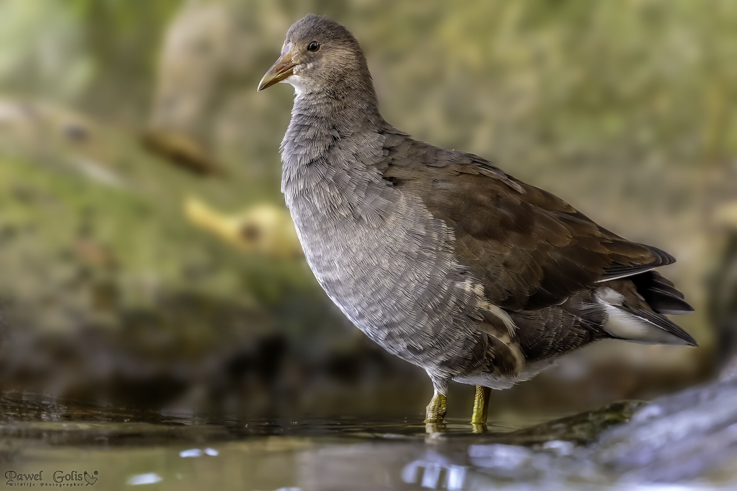Gallinella comune (Gallinula cloropus)