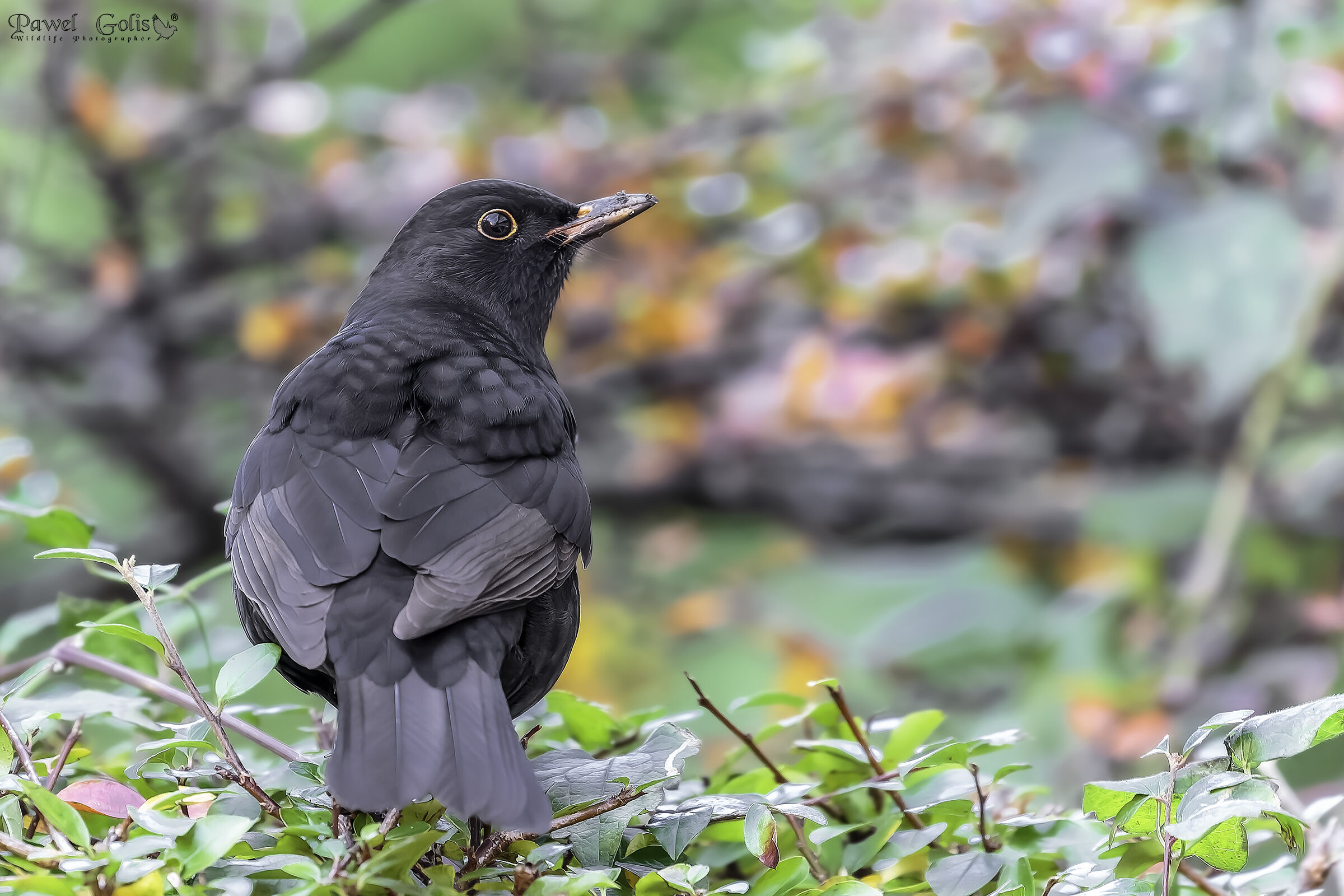 Merlo comune (Turdus merula)