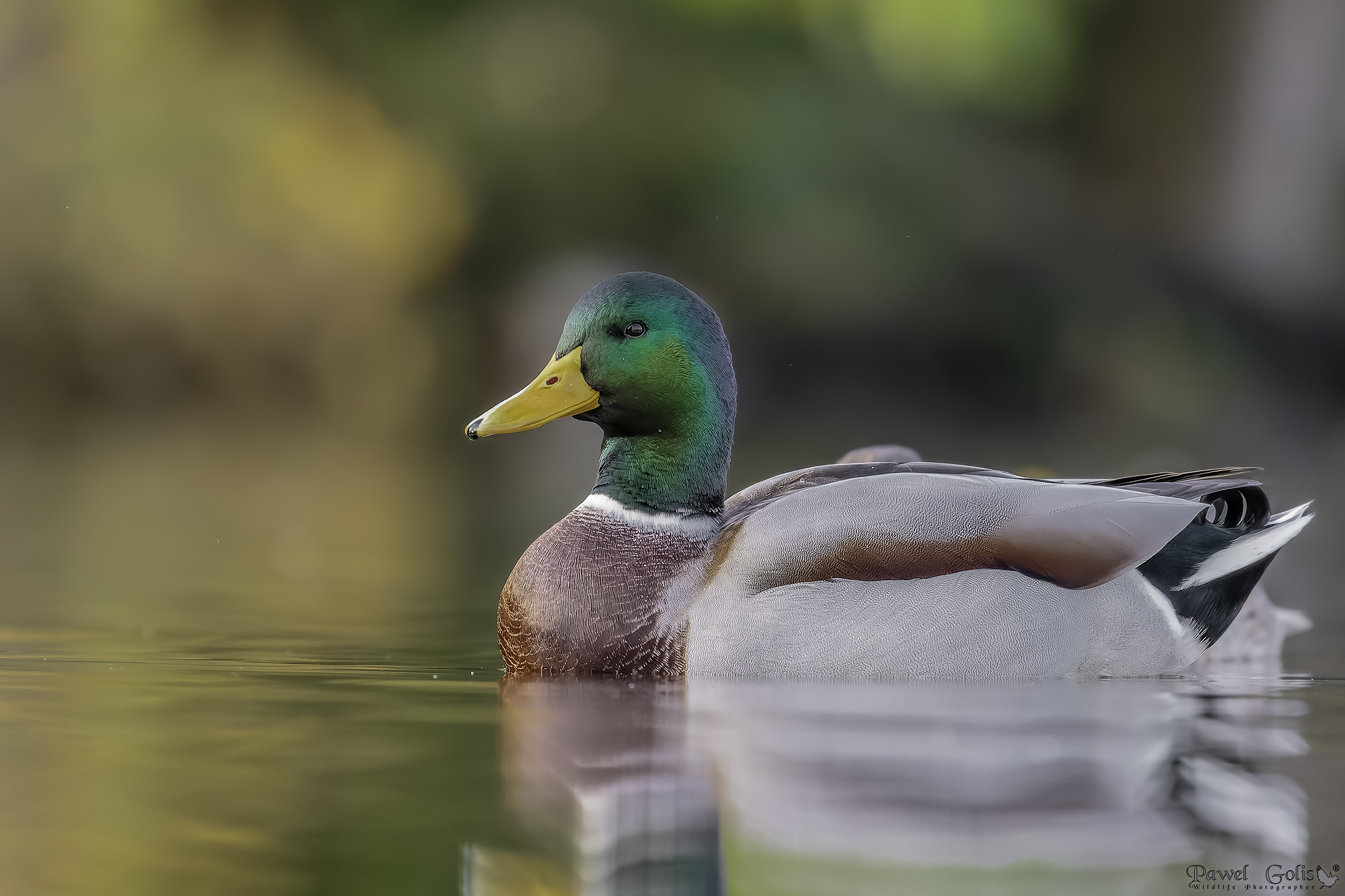 Il germano reale (Anas platyrhynchos)