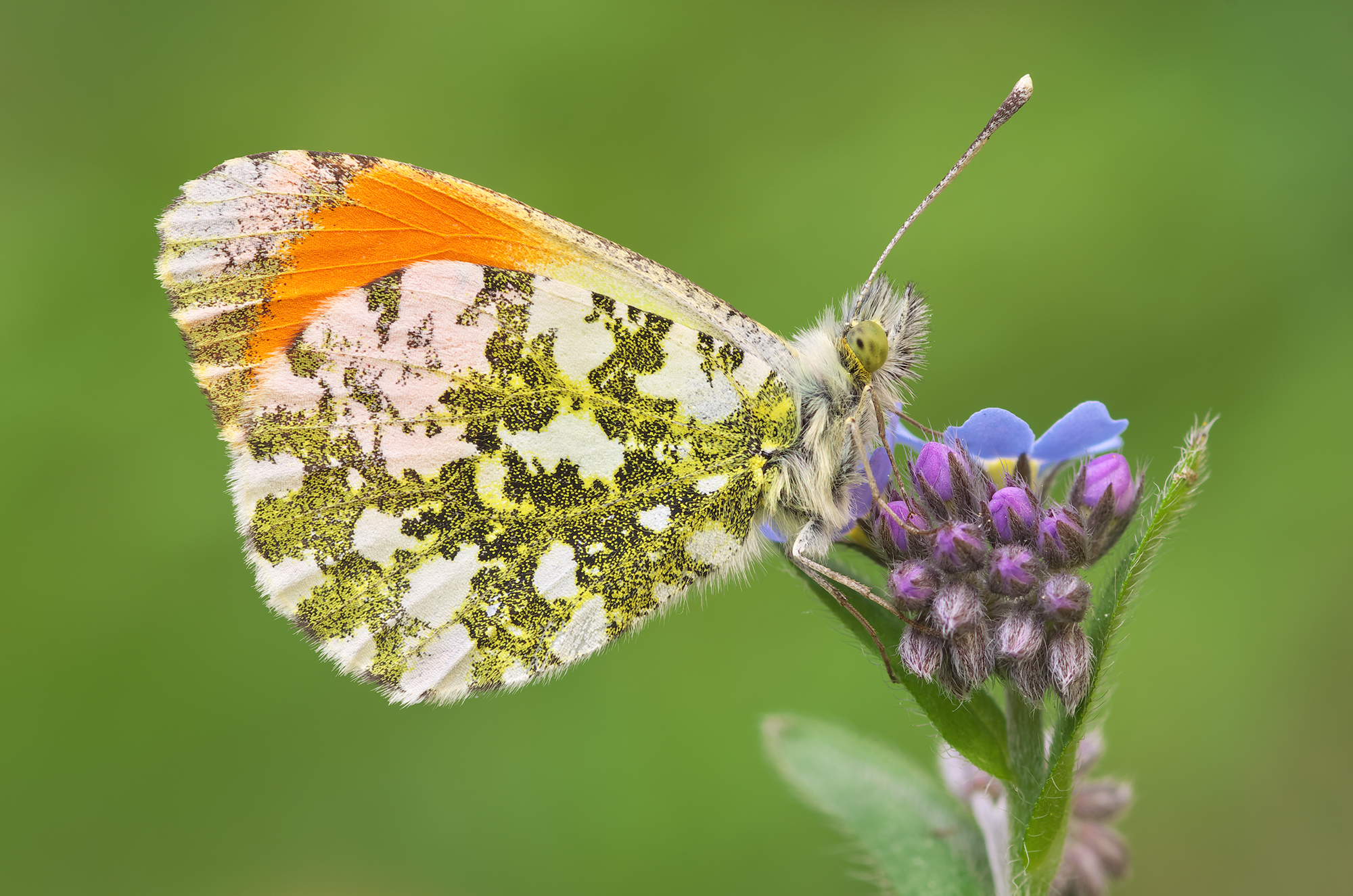 Antocharis cardammine