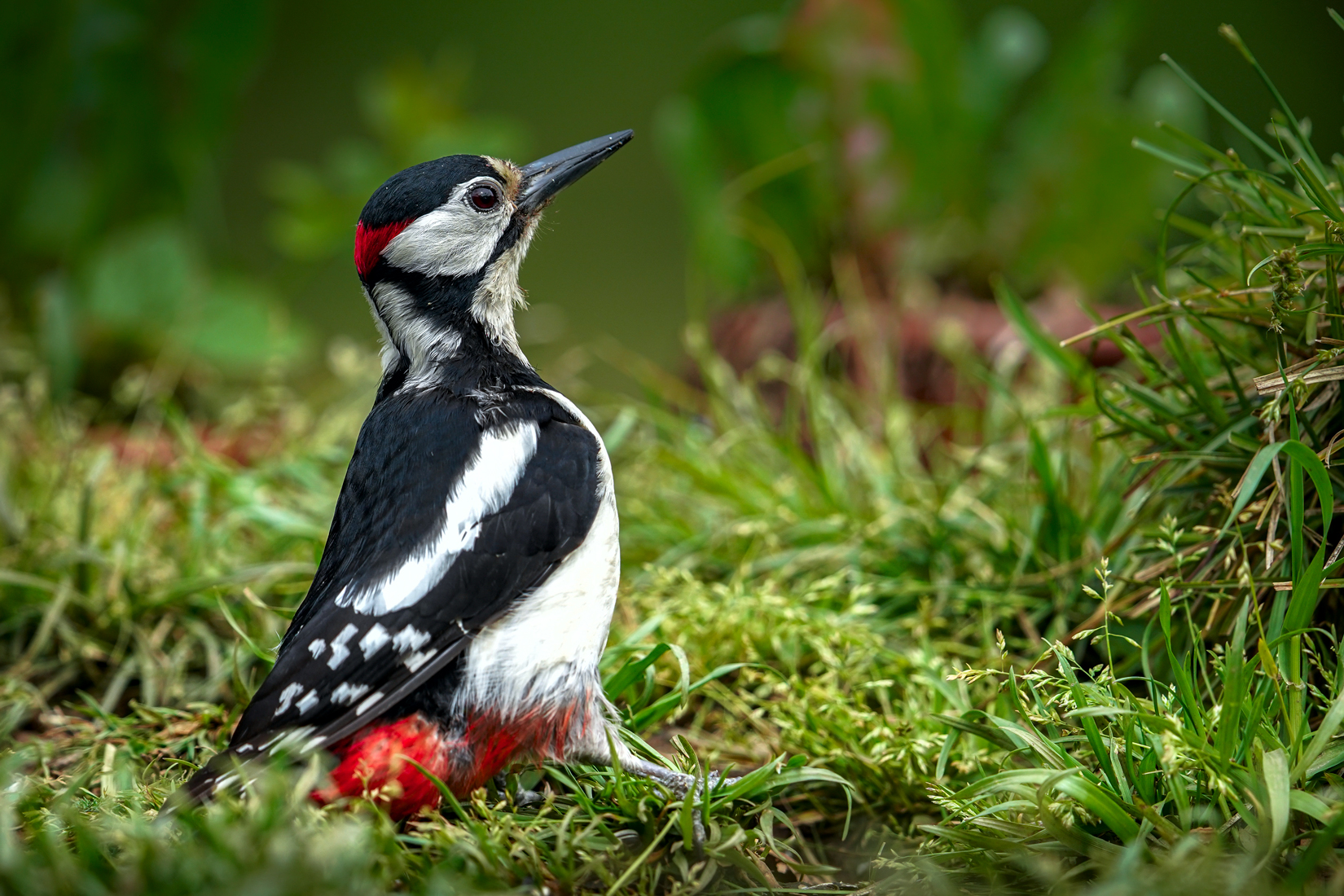 woodpecker