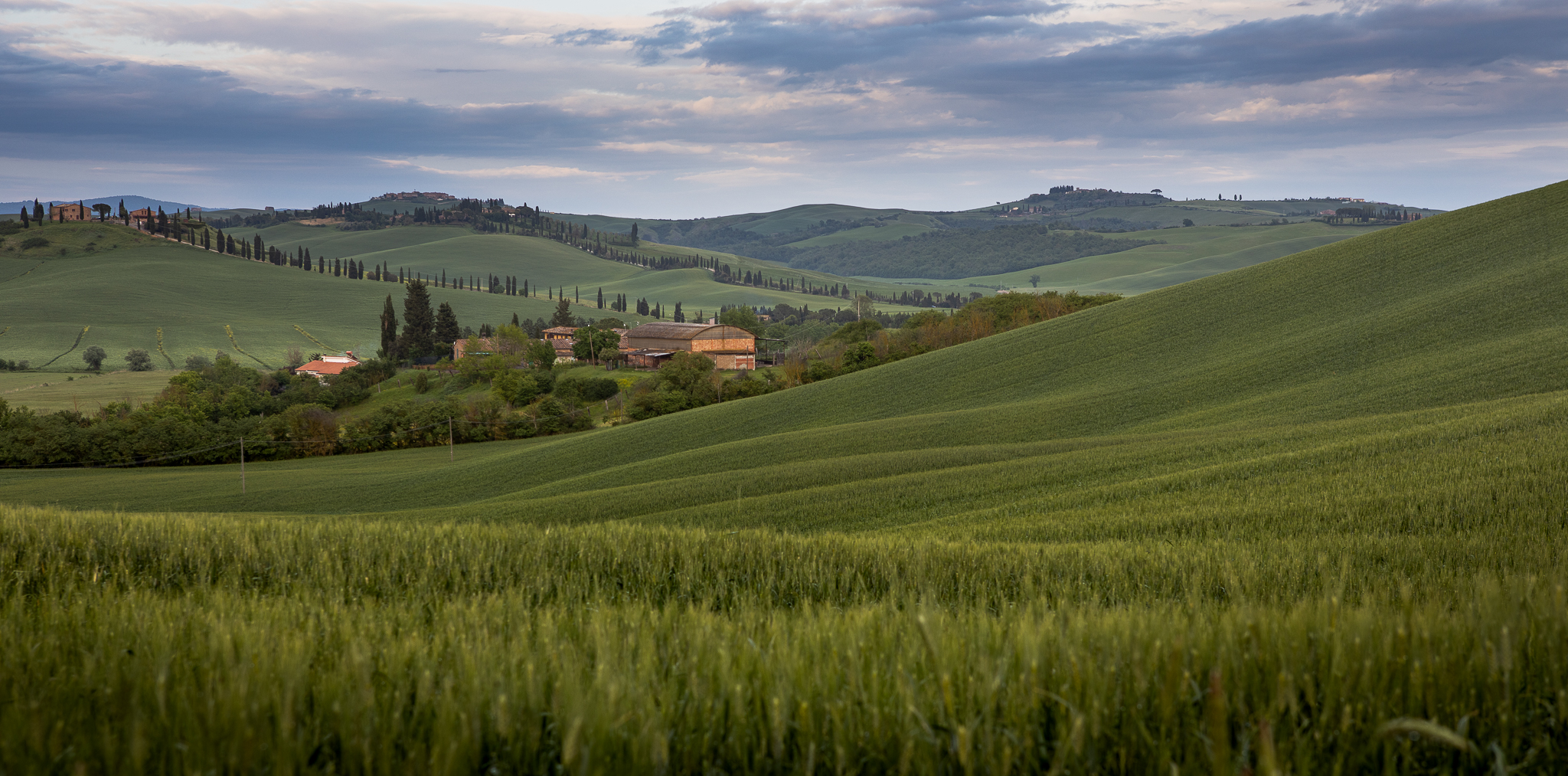 Campi di grano nella campagna Senese