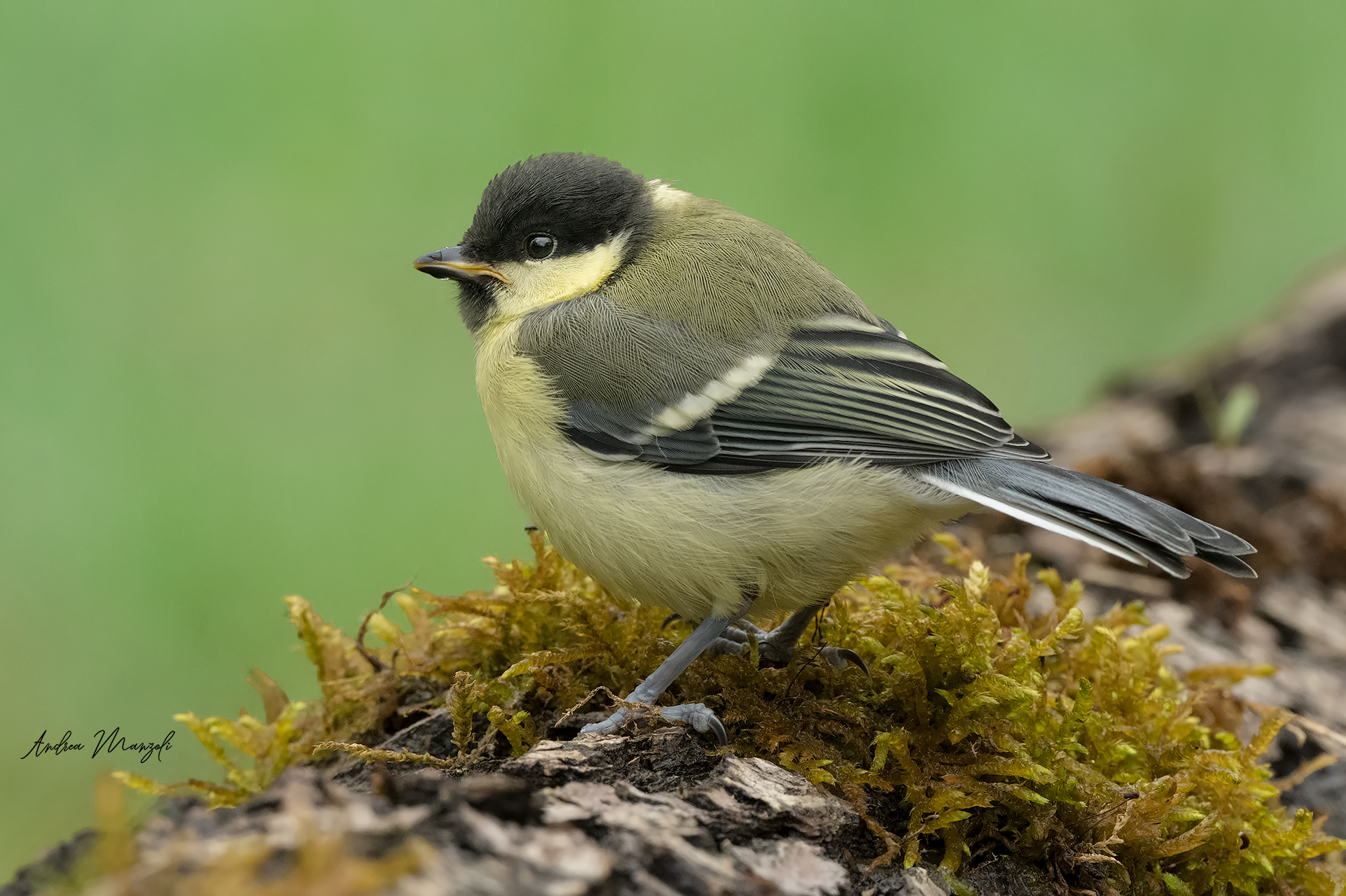 Cinciallegra Young man just out of the nest