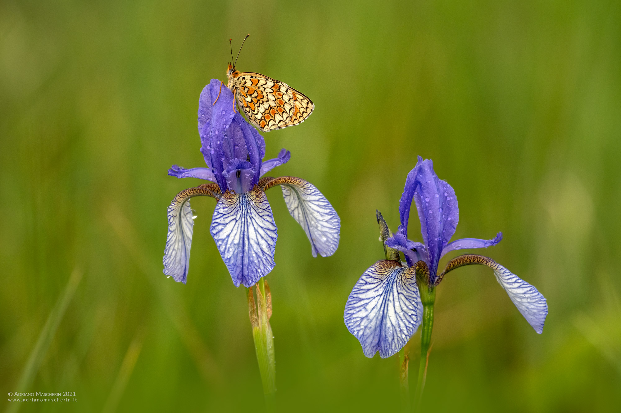 Iris Sibirica
