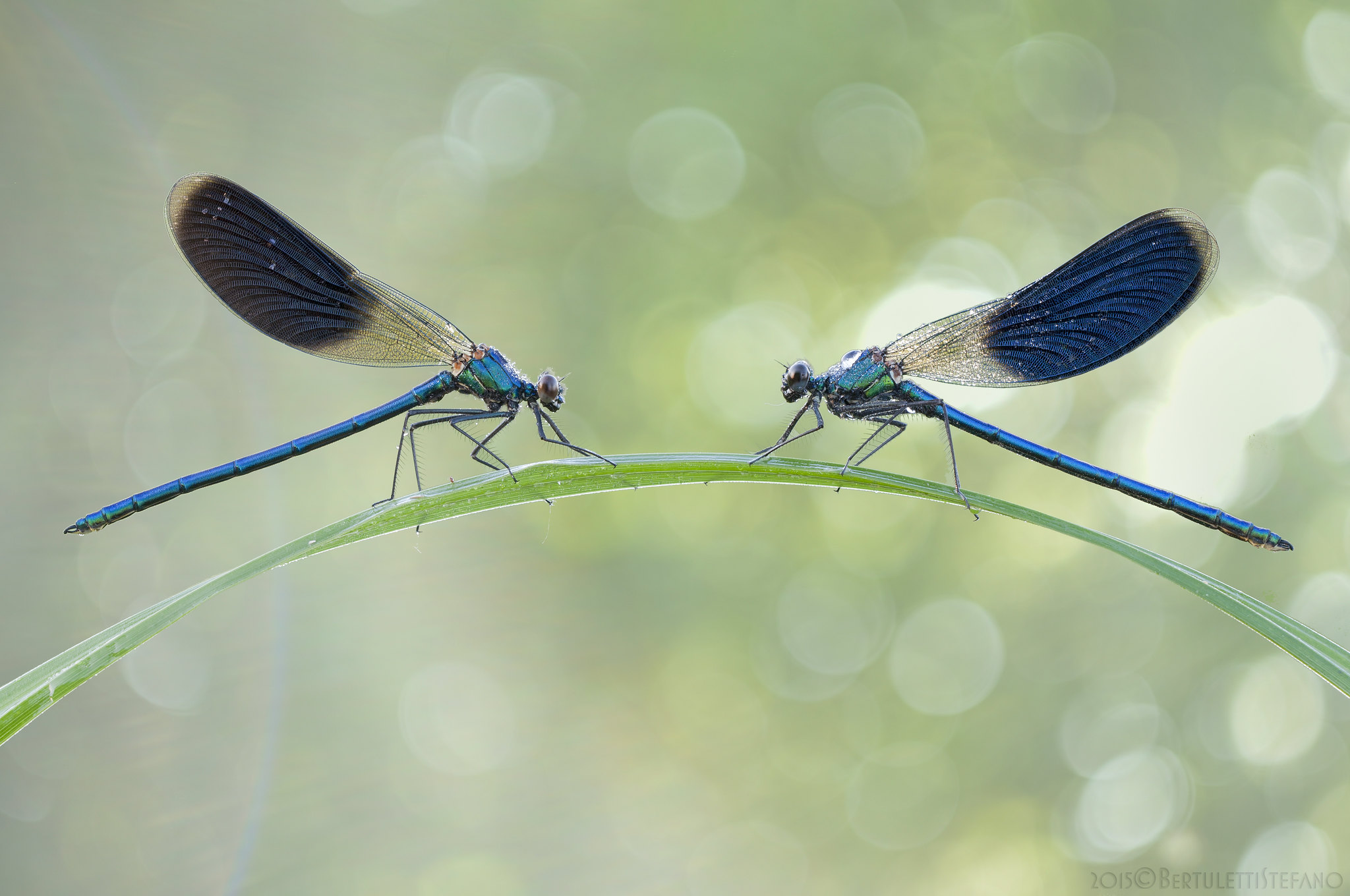 Calopteriyx splendens