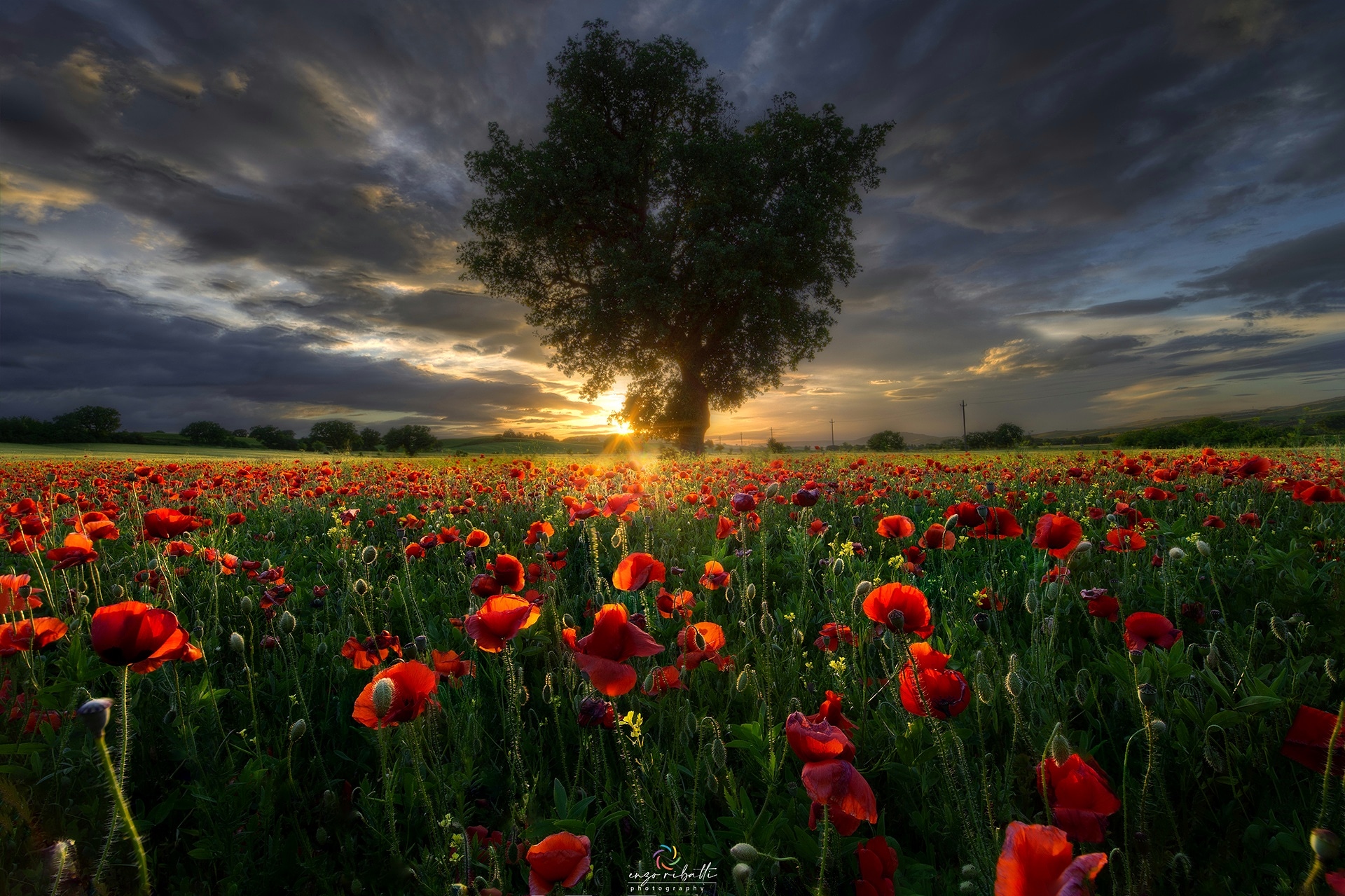 Papaveri al tramonto