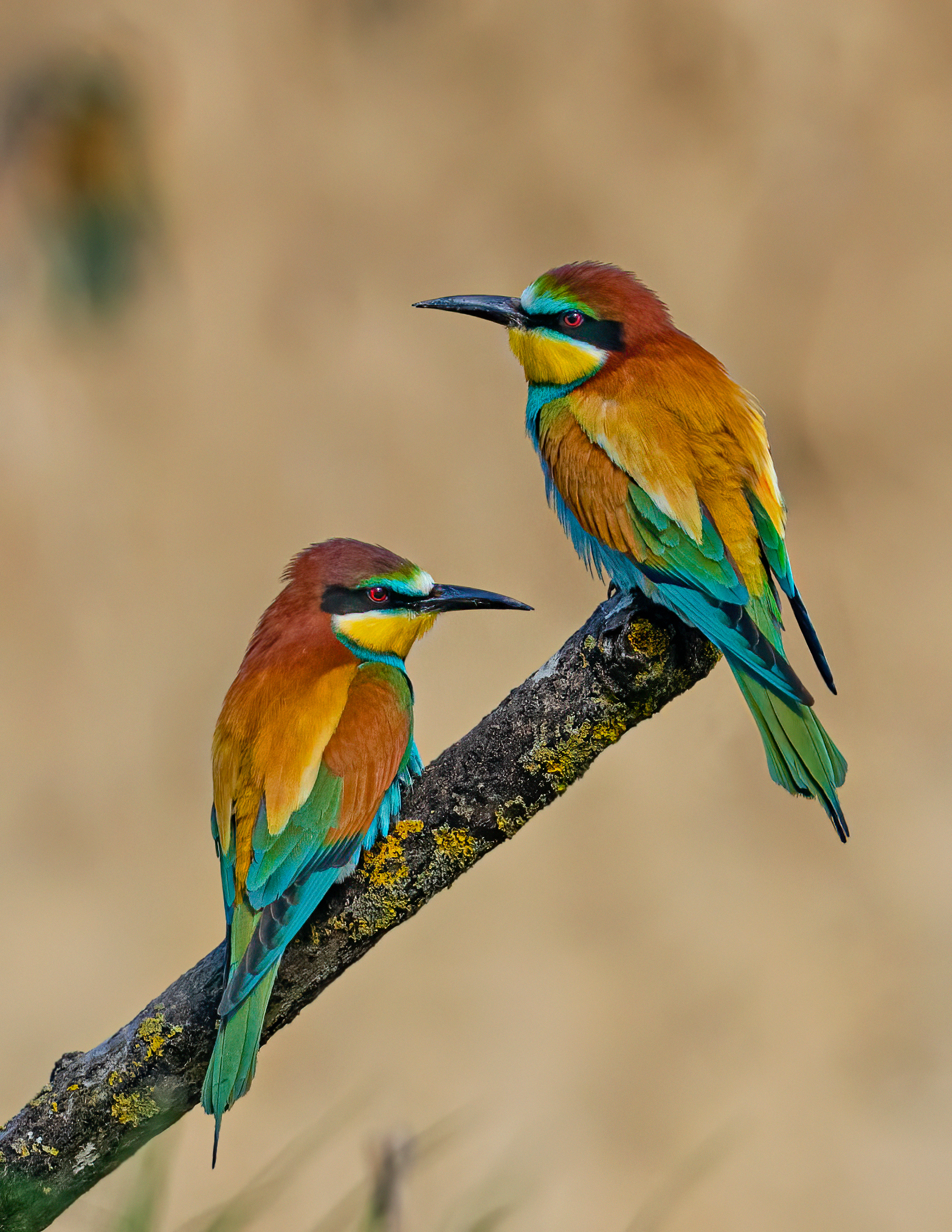 Coppia di Gruccioni