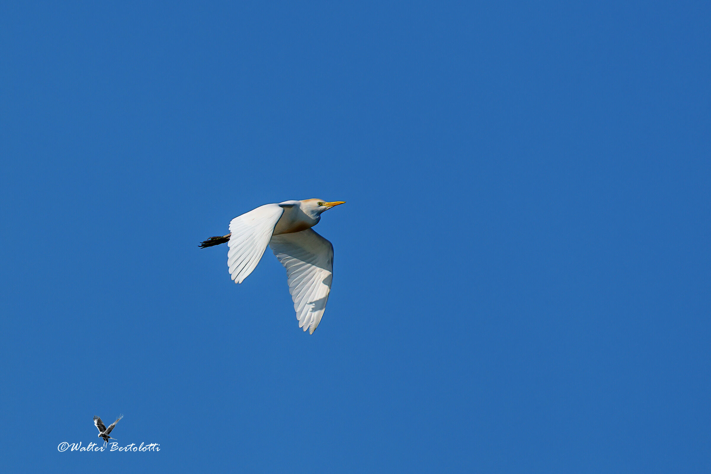 guardabuoi in volo
