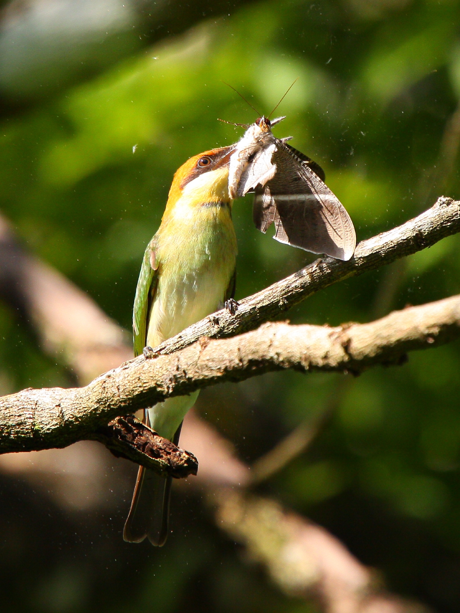 Mangiatore di ape catturato una falena