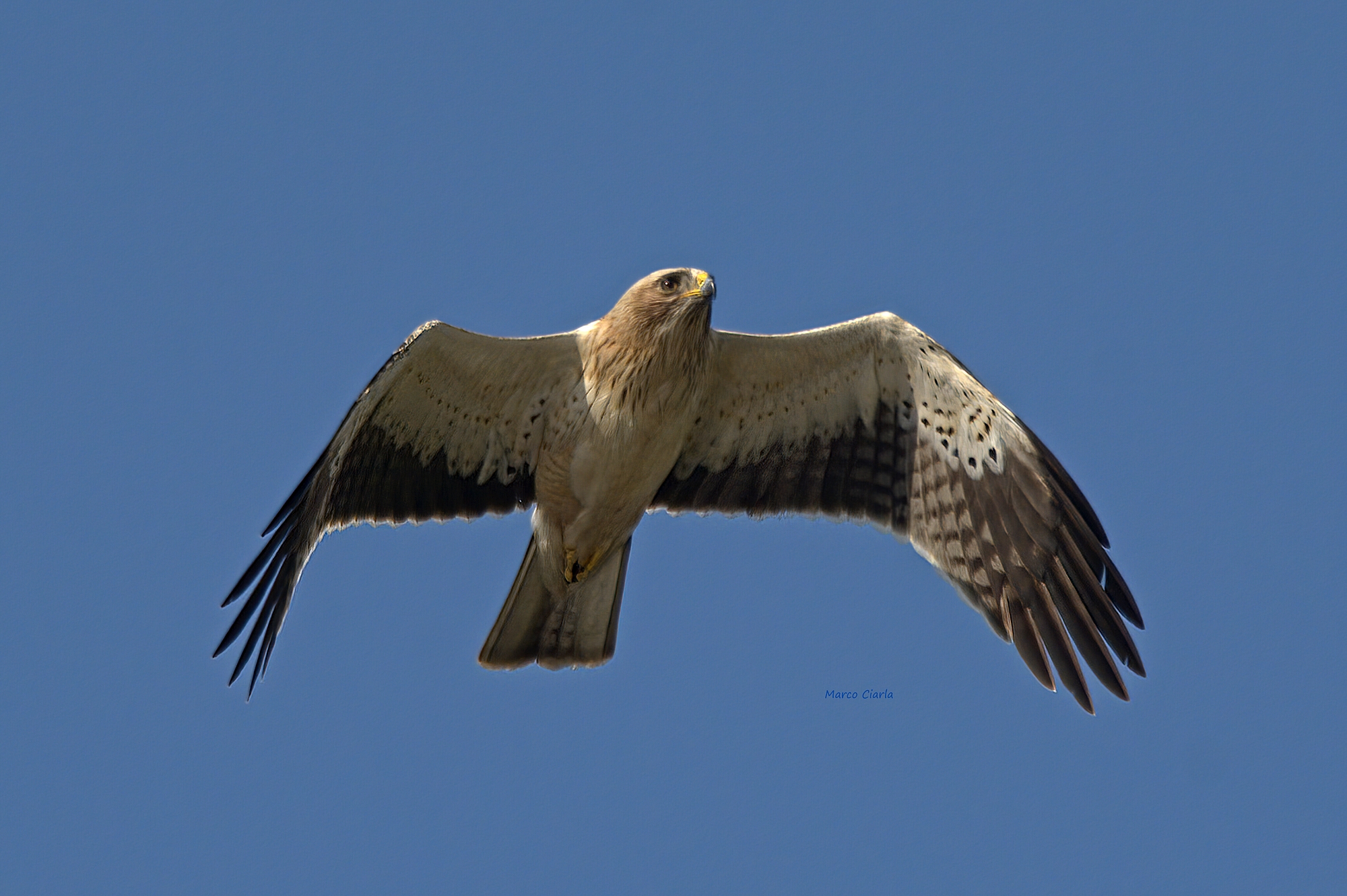 Aquila minore (Hieraaetus pennatus)