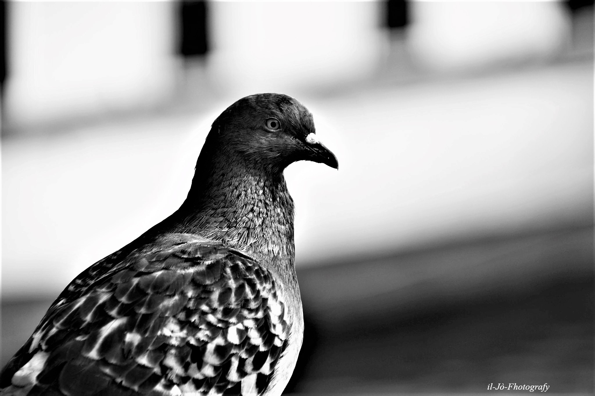 Untitled Photo