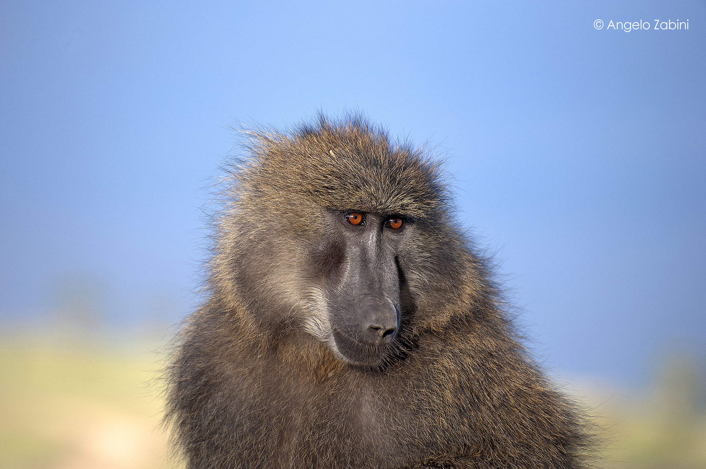 Baboon