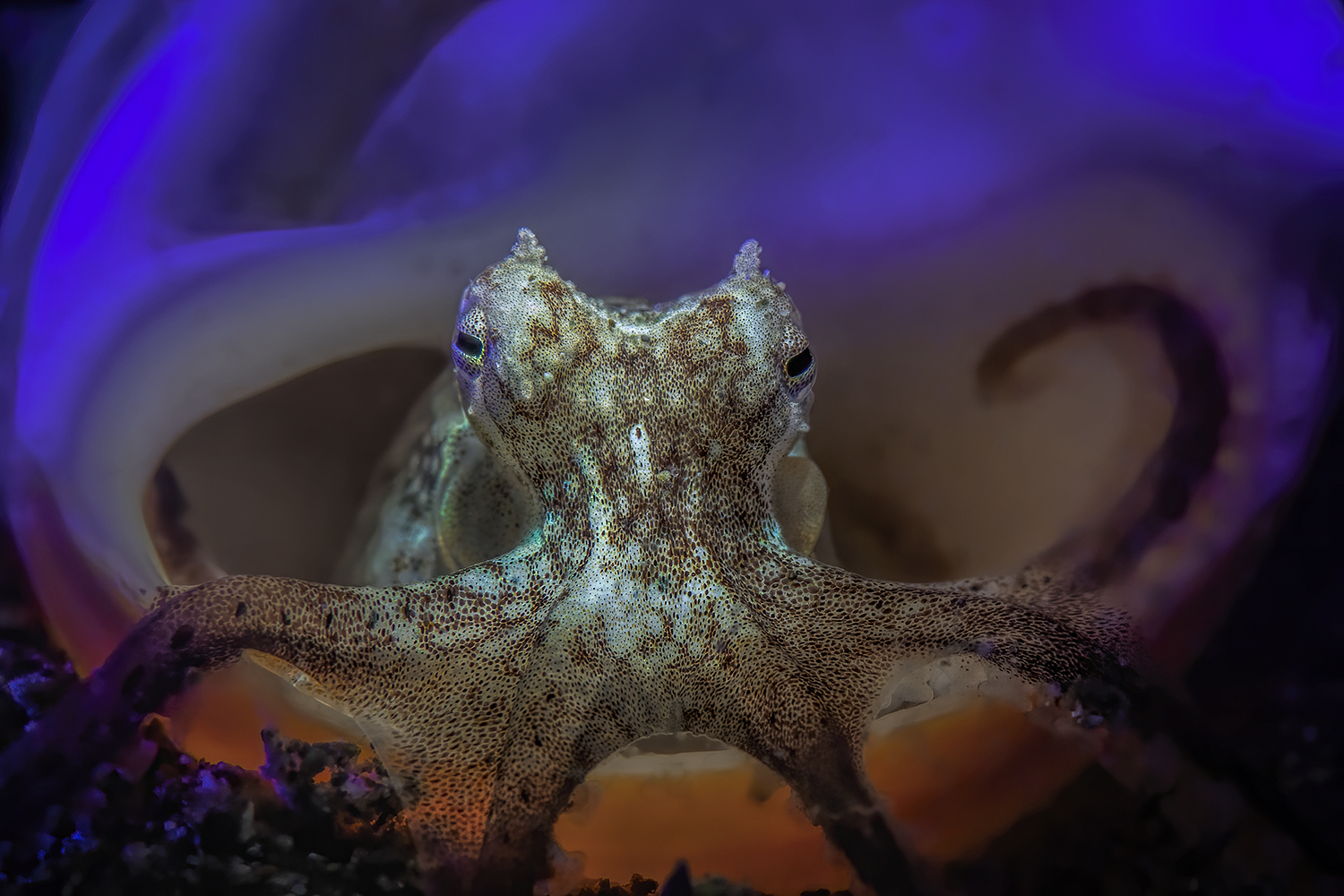 coconut octopus (Amphioctopus marginatus) Anilao , Nov