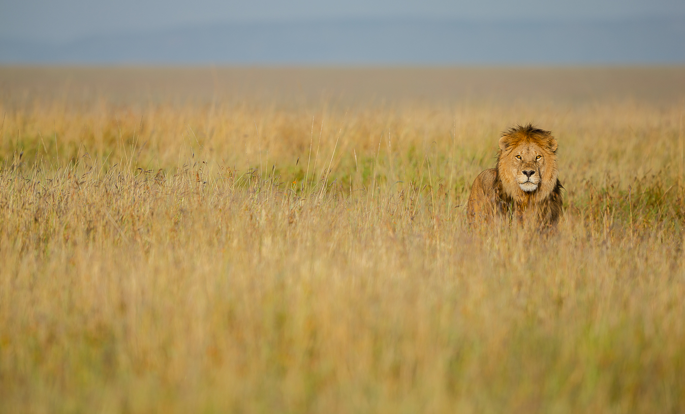 The king of Serengeti