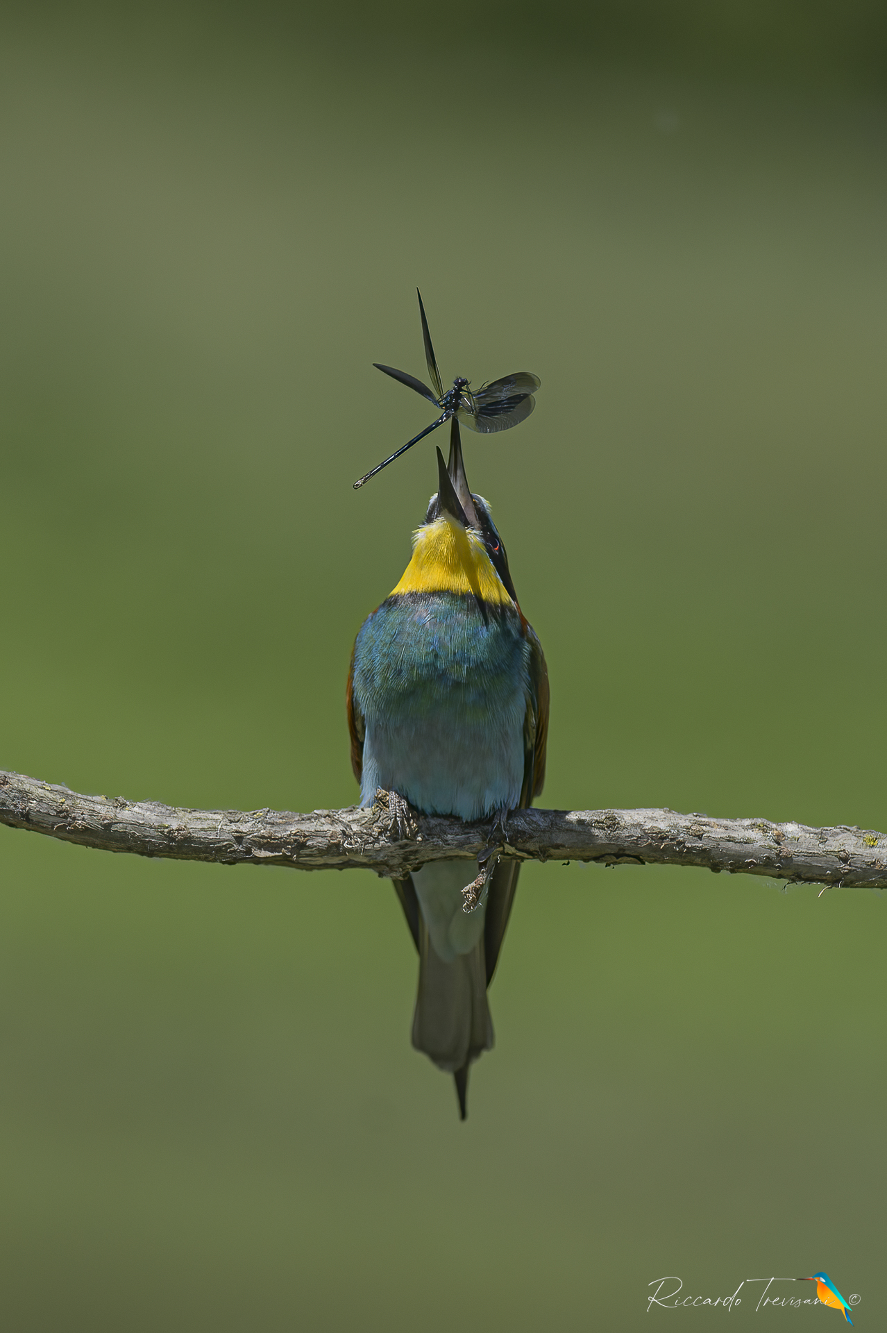 bee-eater