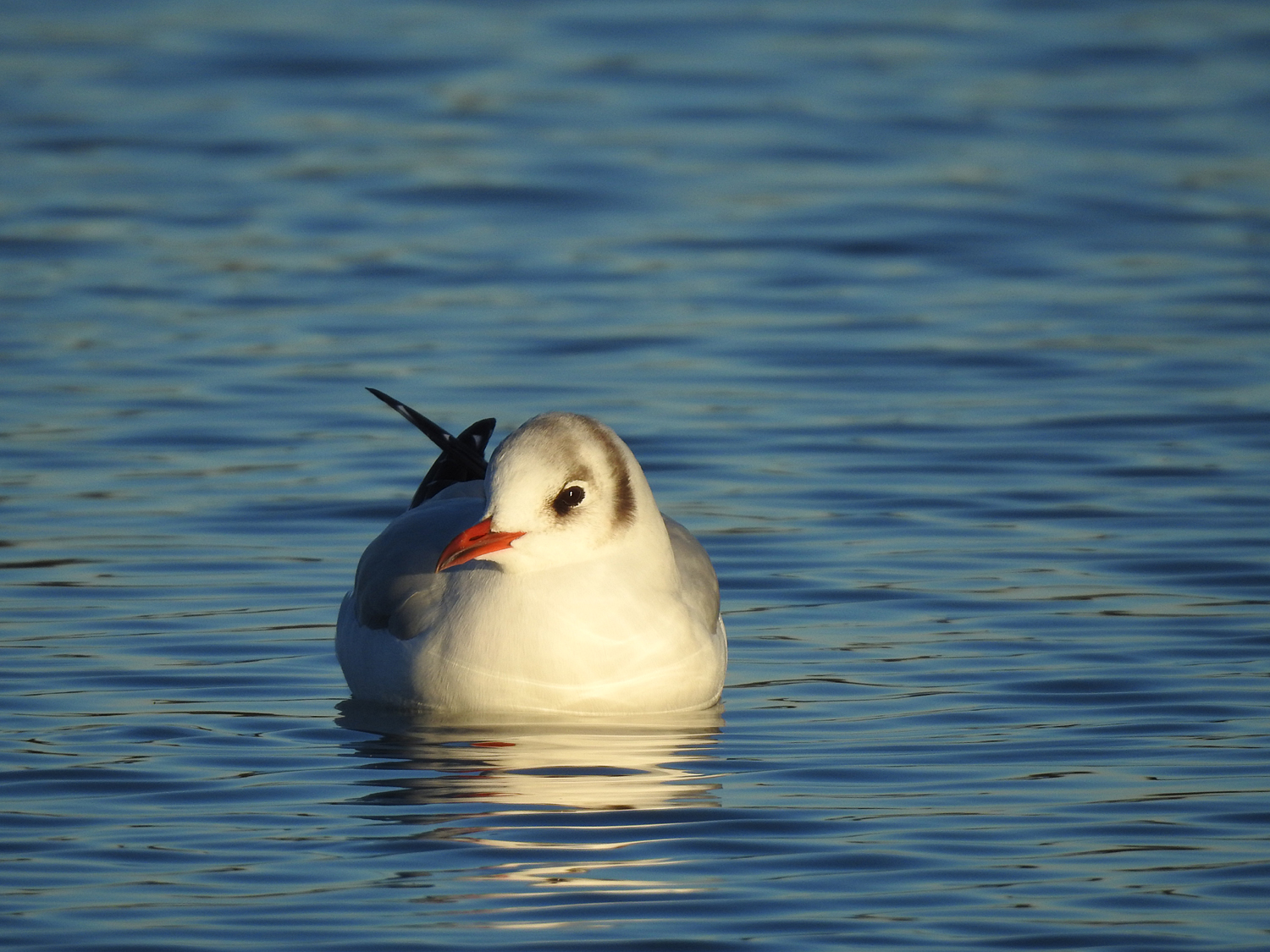 10-12-2018 Chroicocephalus ridibundus 1
