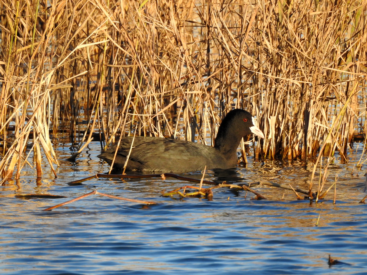10-12-2018 Fulica atra