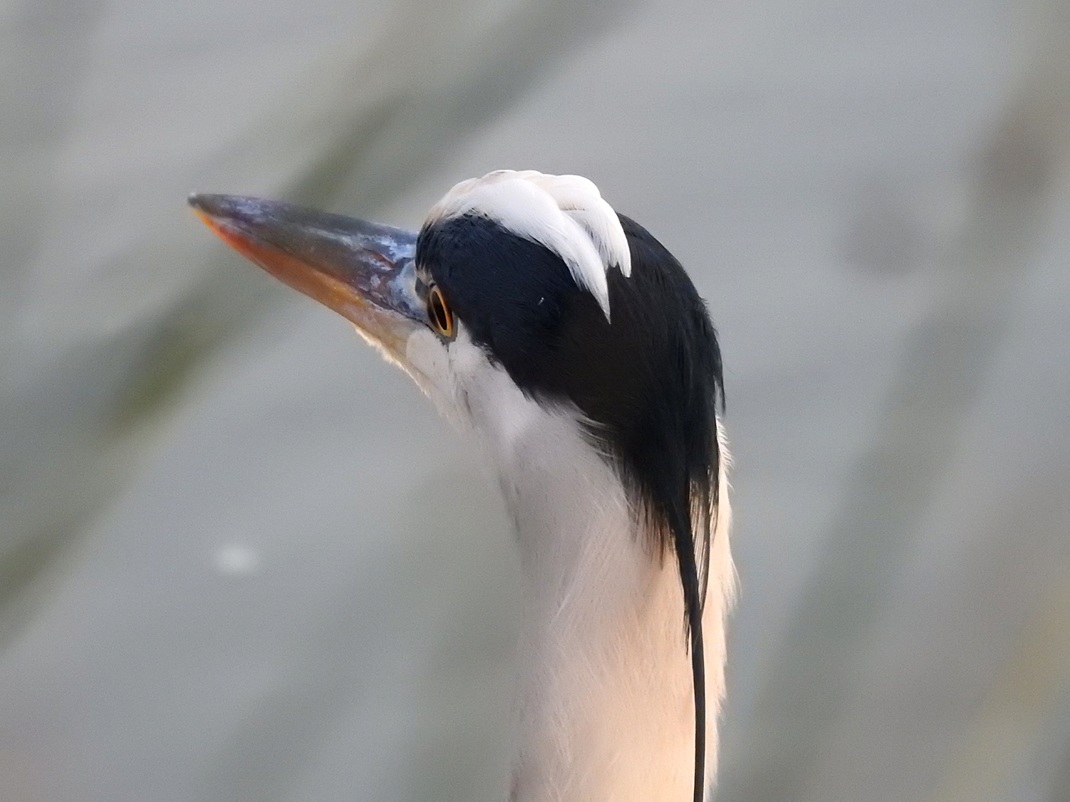 10-12-2018 Ardea cinerea
