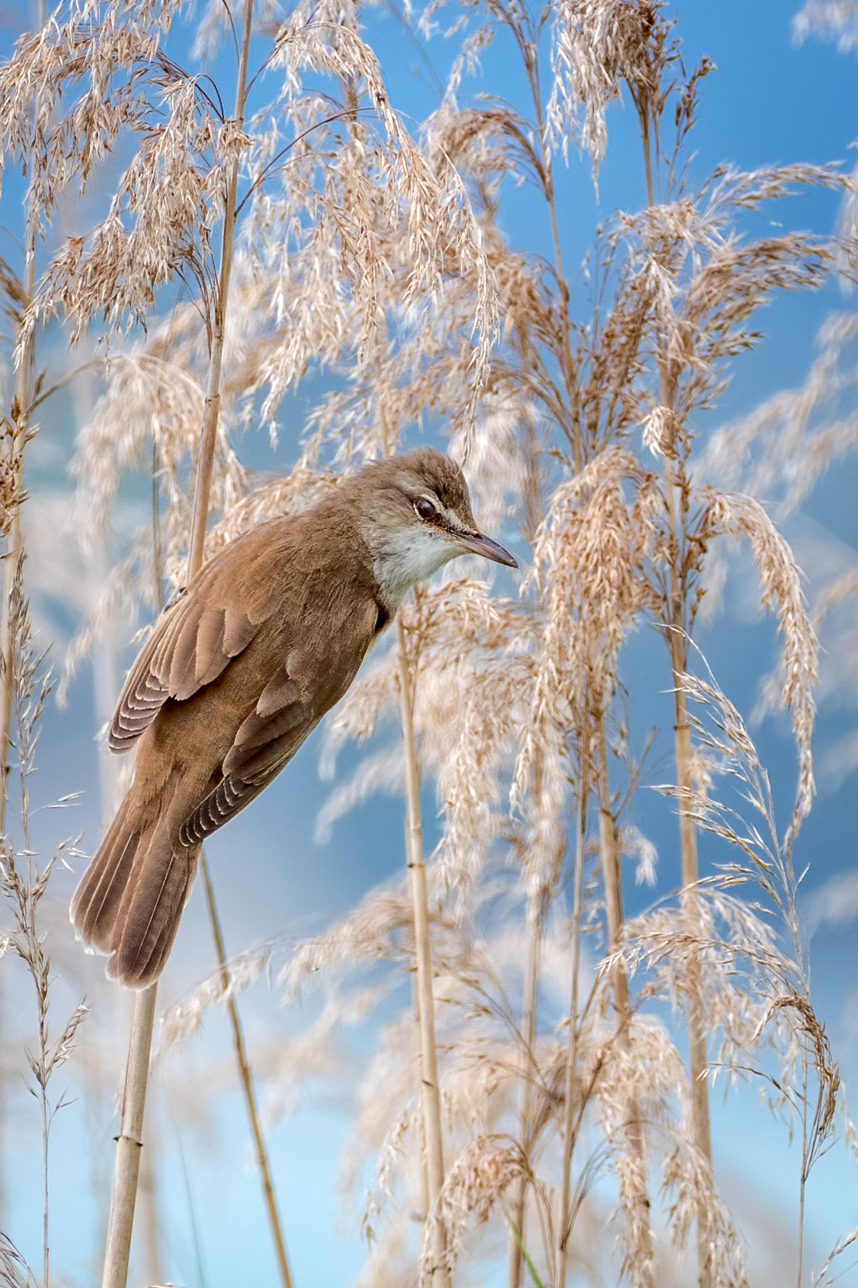 great reed warbler.... to Sirmione