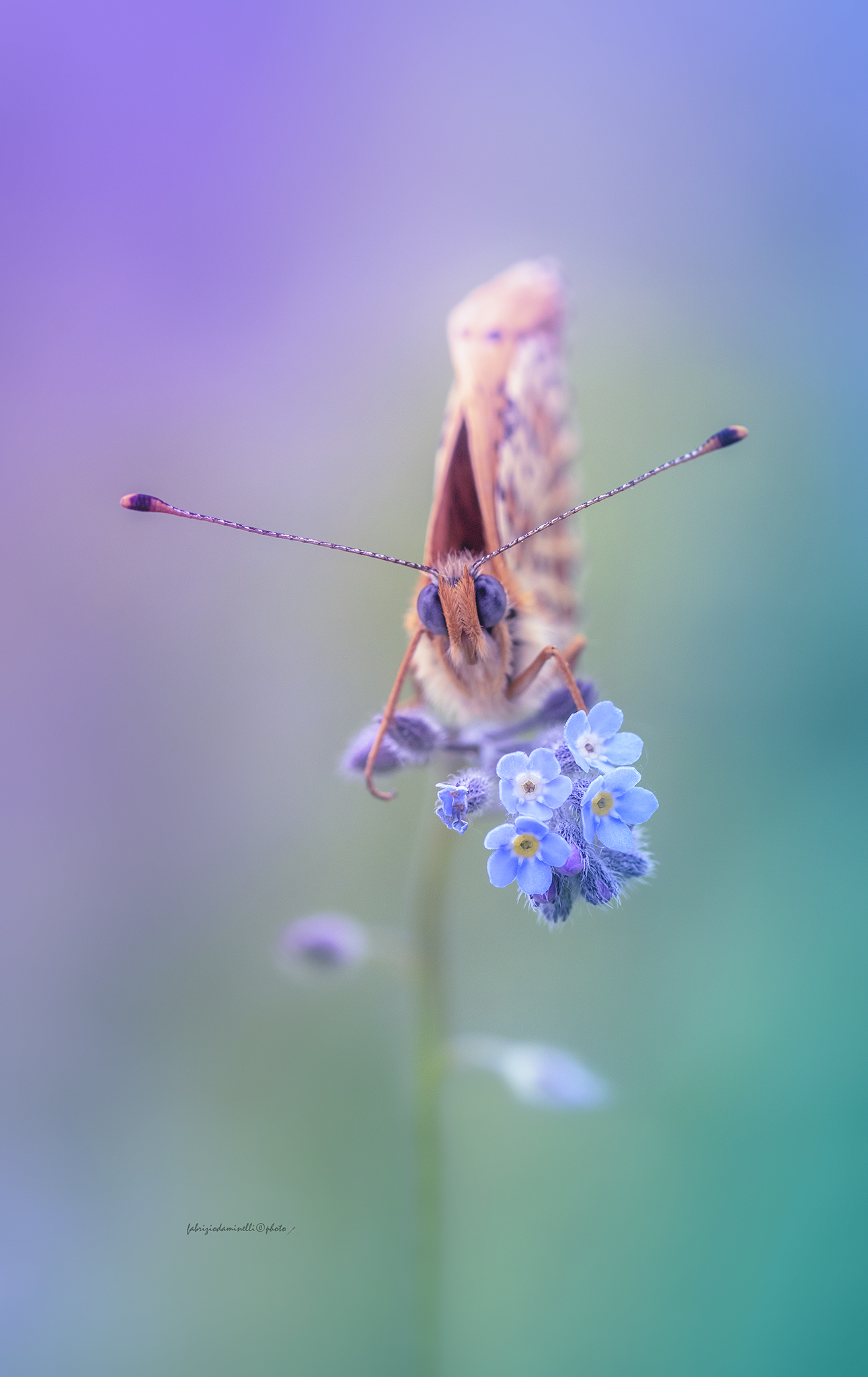 don't forget me - Melitaea didyma