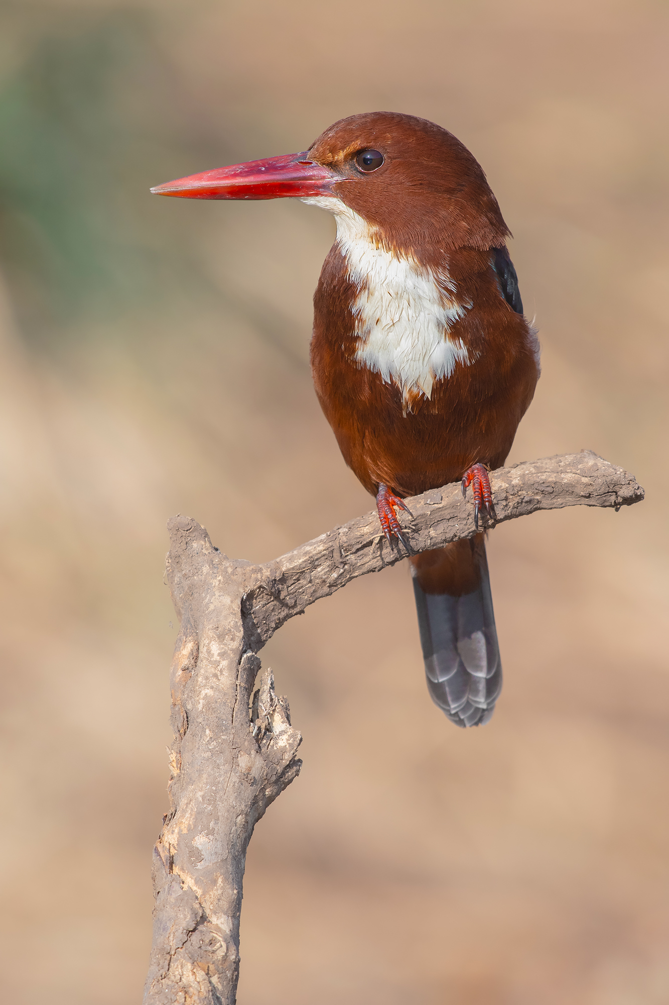 martin pescatore dal petto bianco