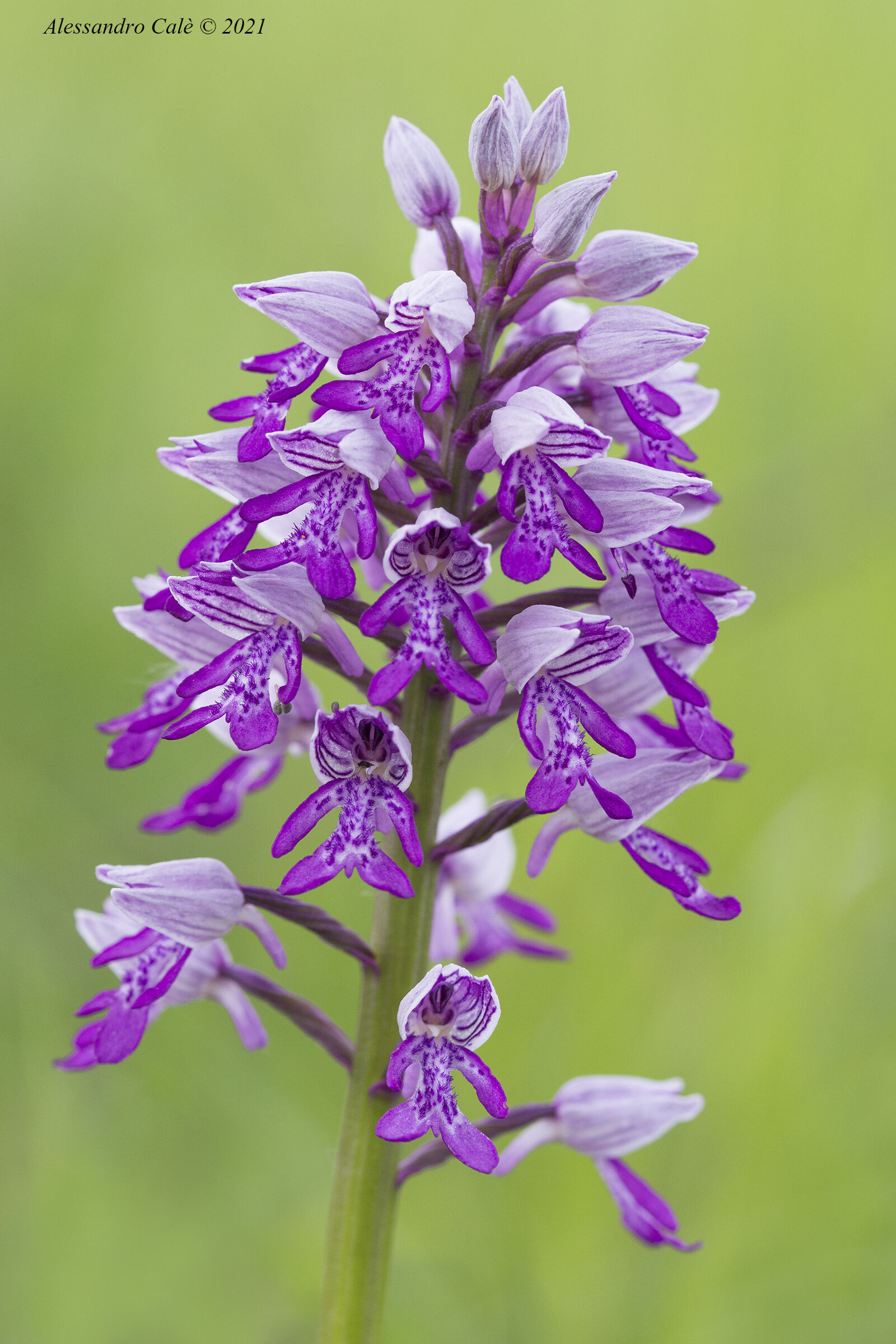 Orchis militaris 1978