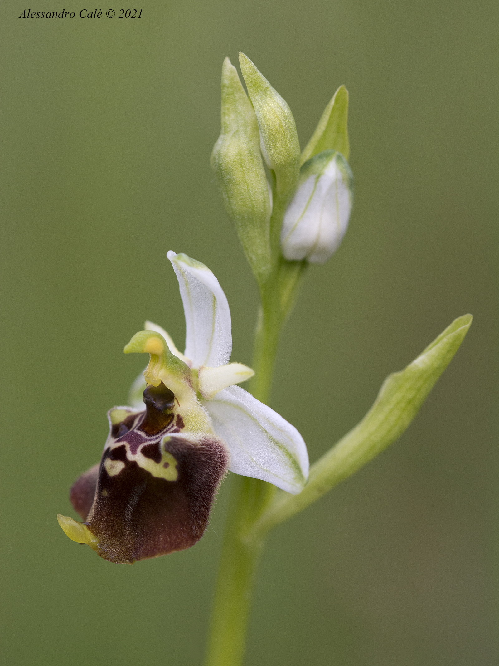Ophrys holosericea 1960