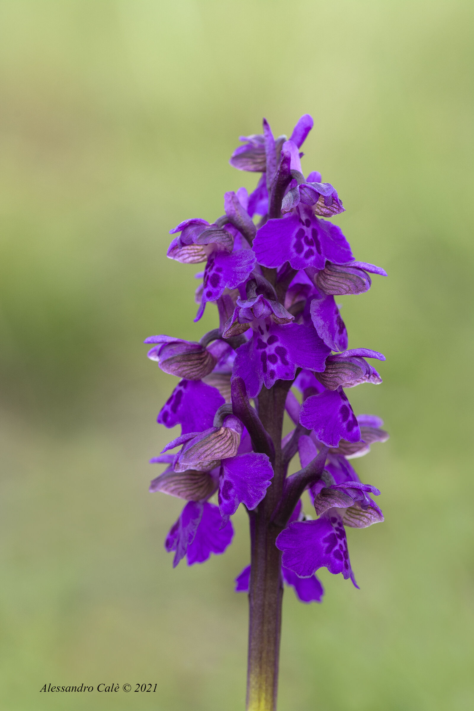 Anacamptis morio 1785