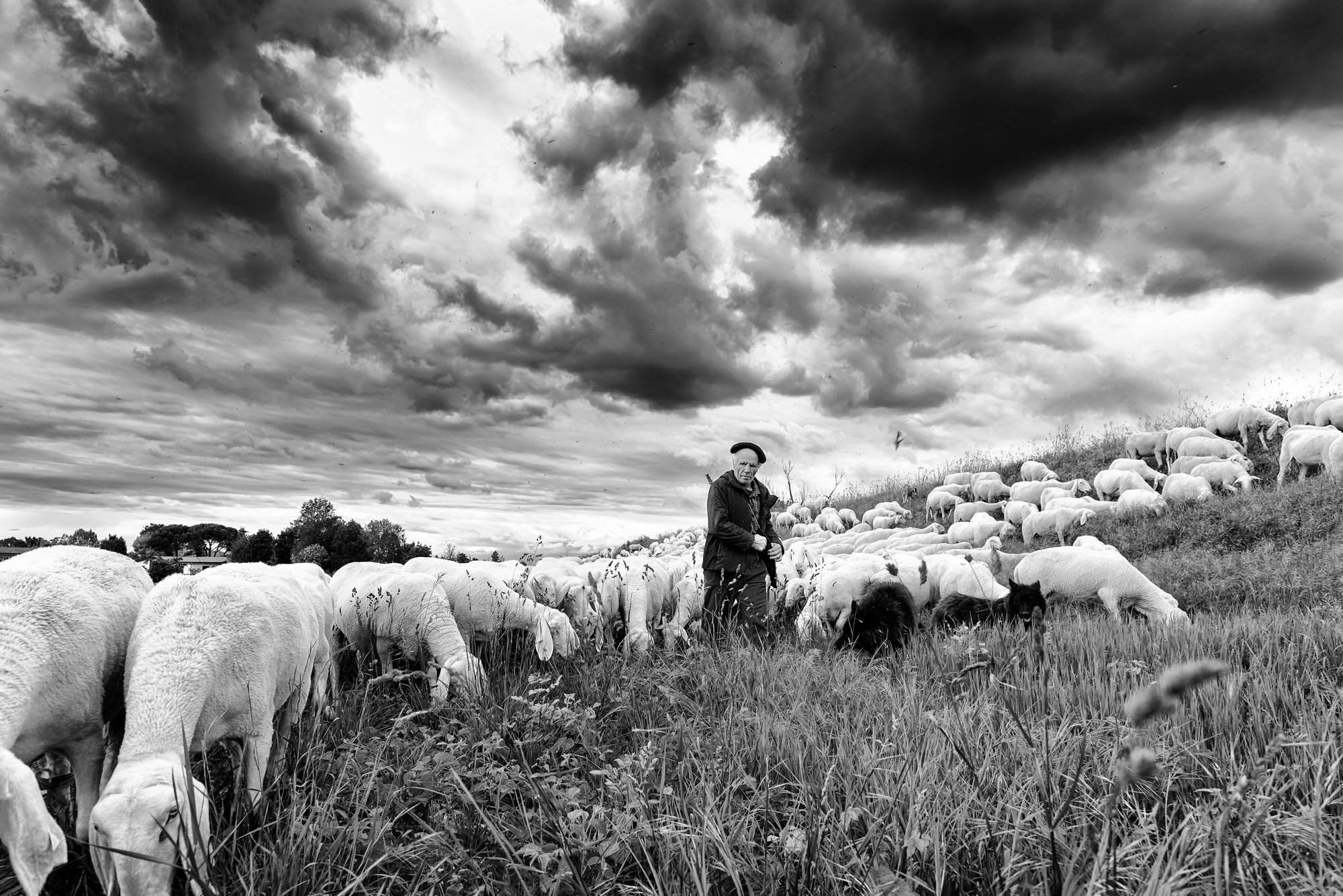 Transhumance on the Brenta