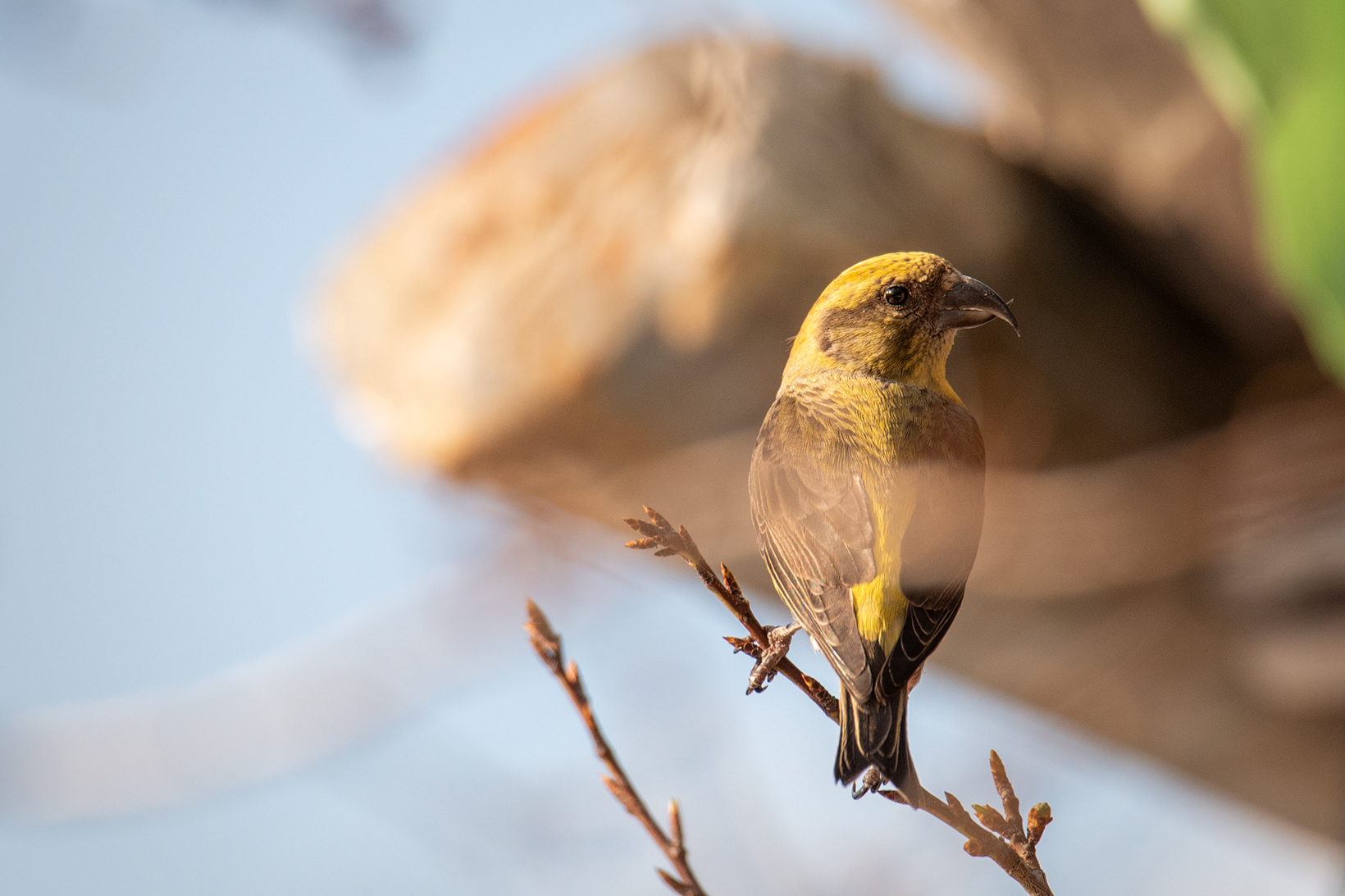 Female common cruises