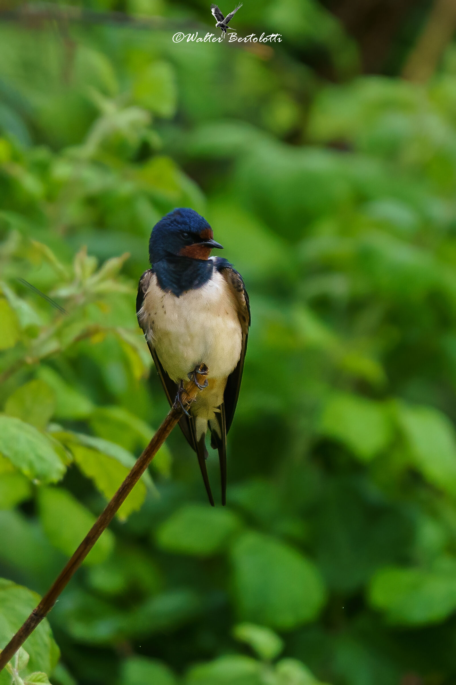 leggerezza di primavera