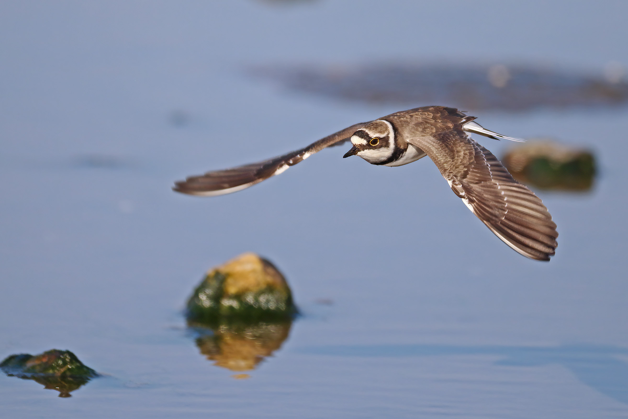 little ringed plover
