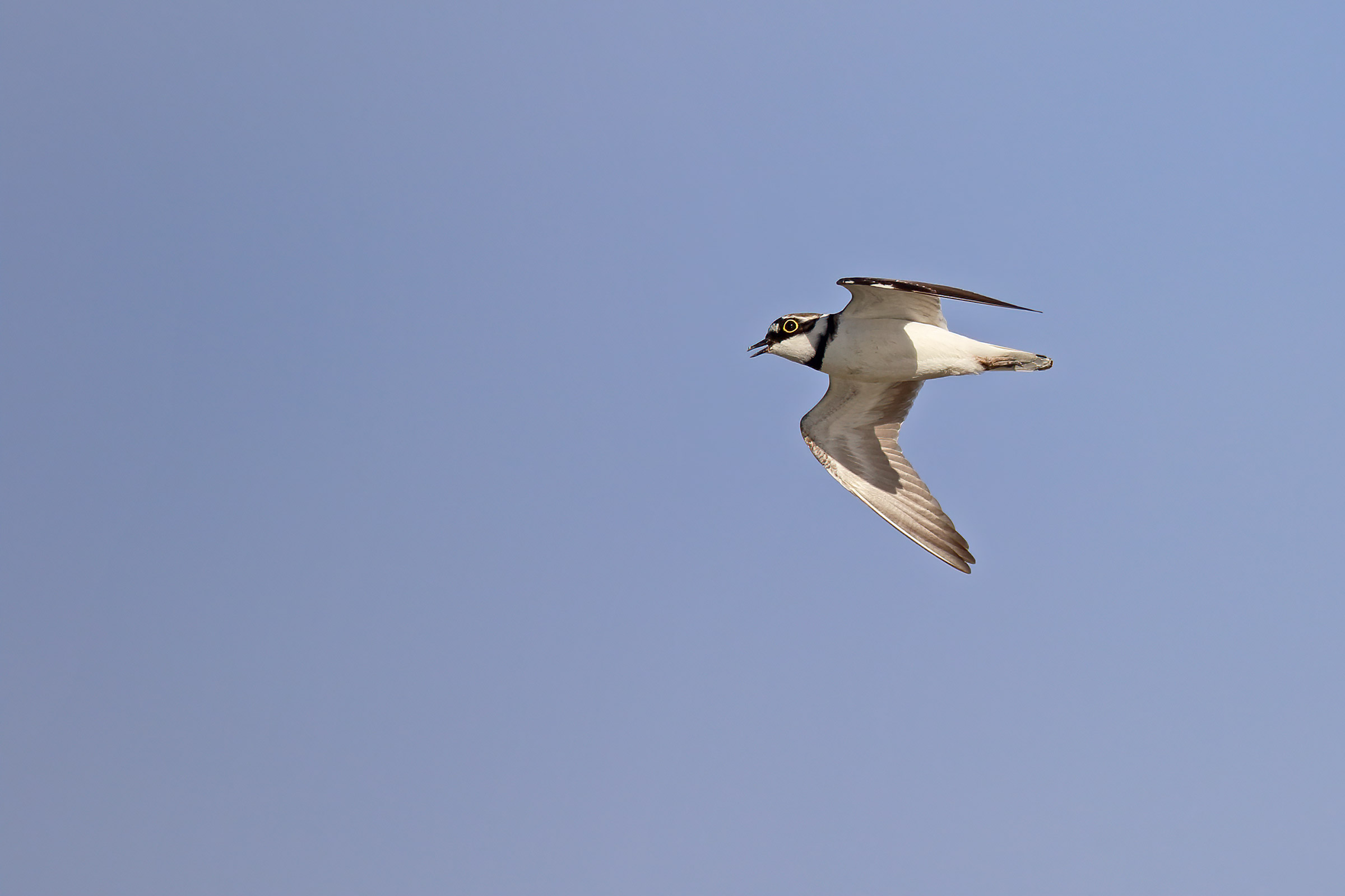 The small courier flyover