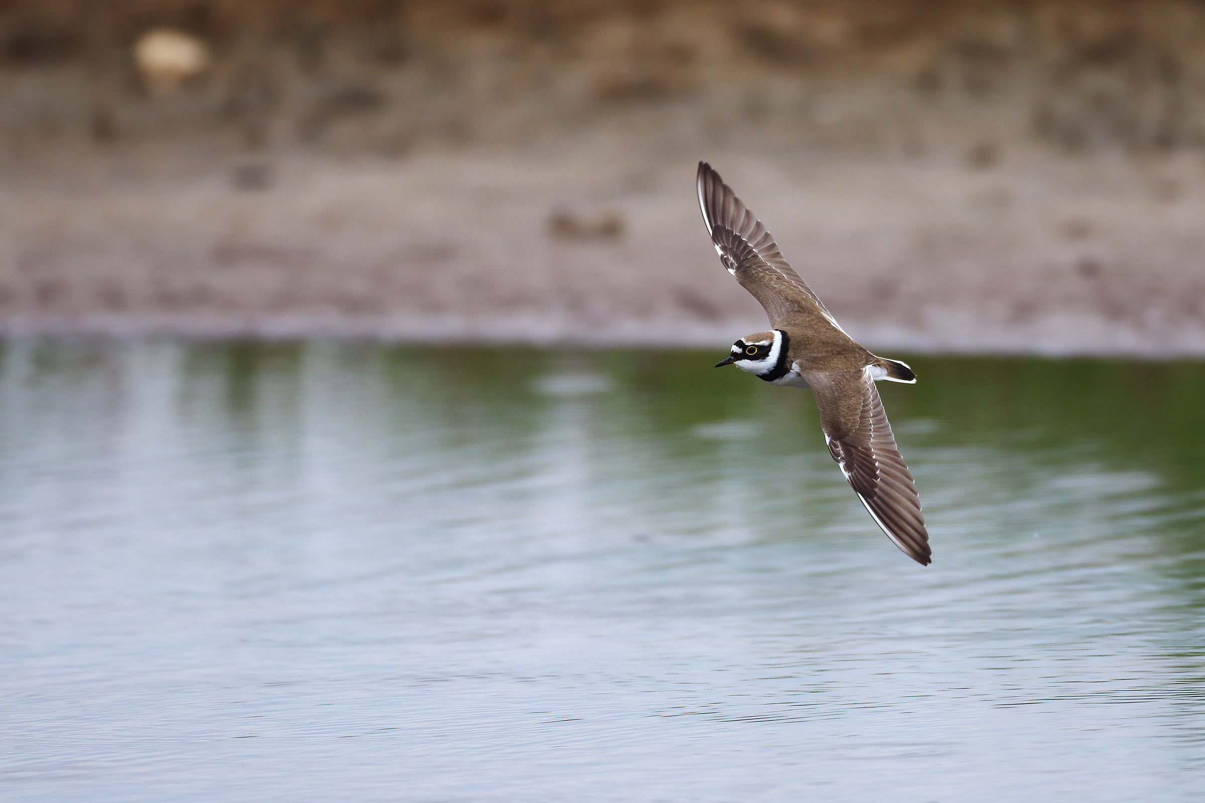 The turn of the small courier