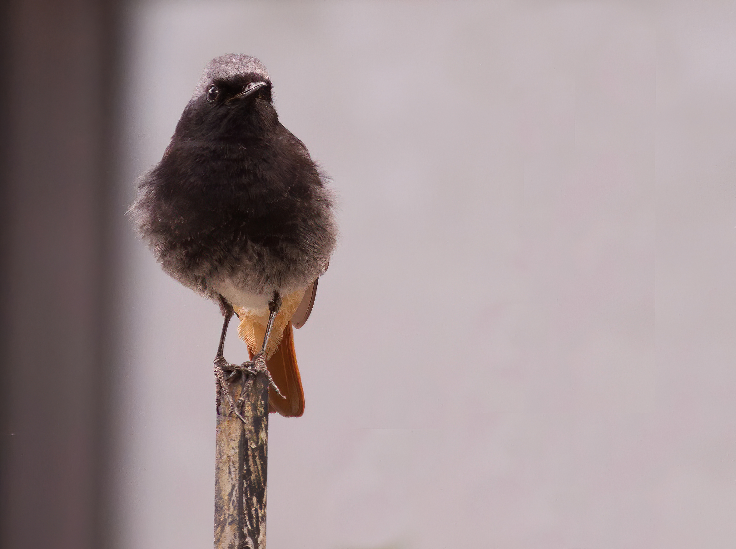 black redstart