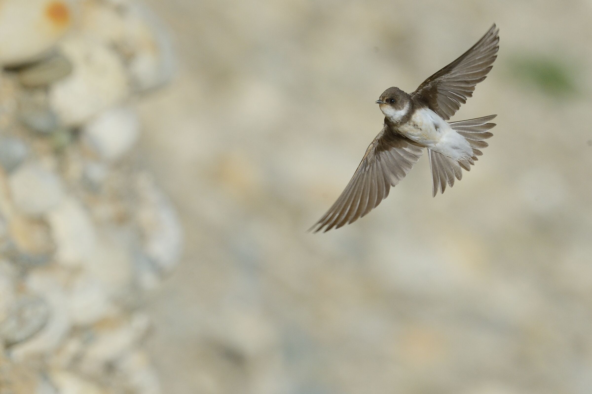 Topino (Riparia riparia)