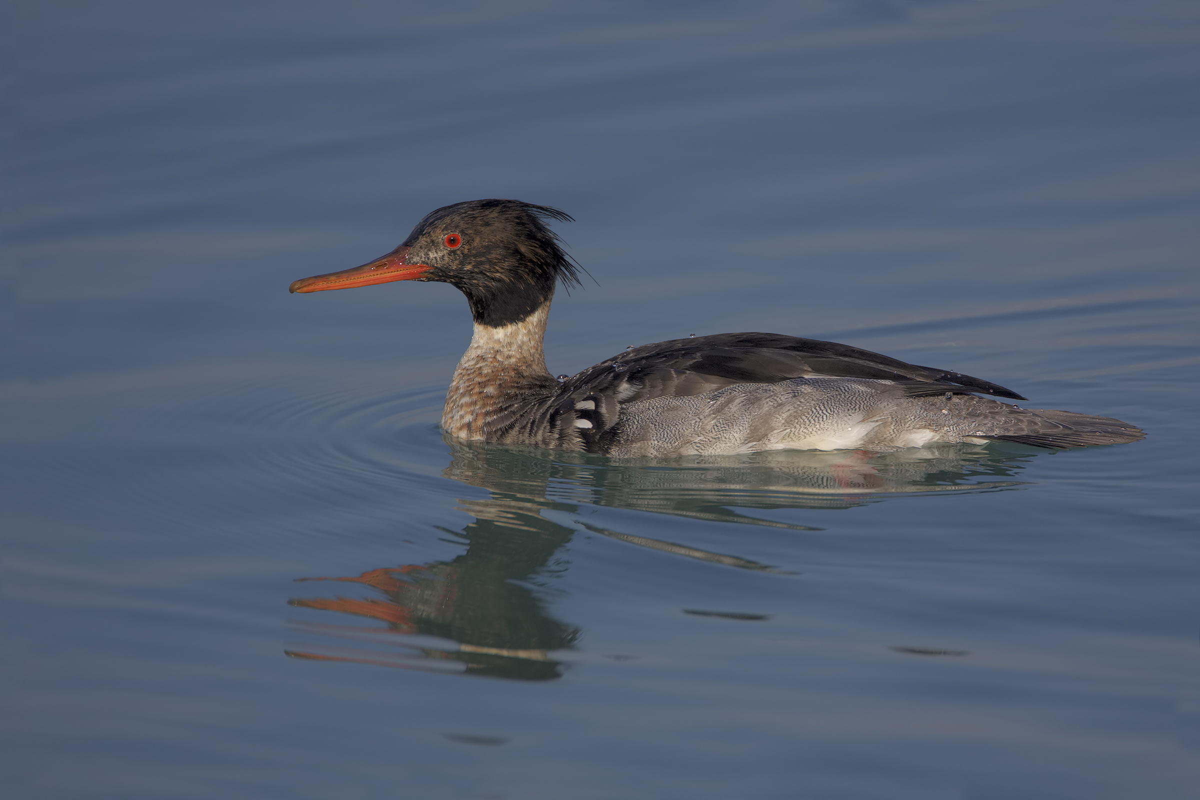 red-breasted merganser