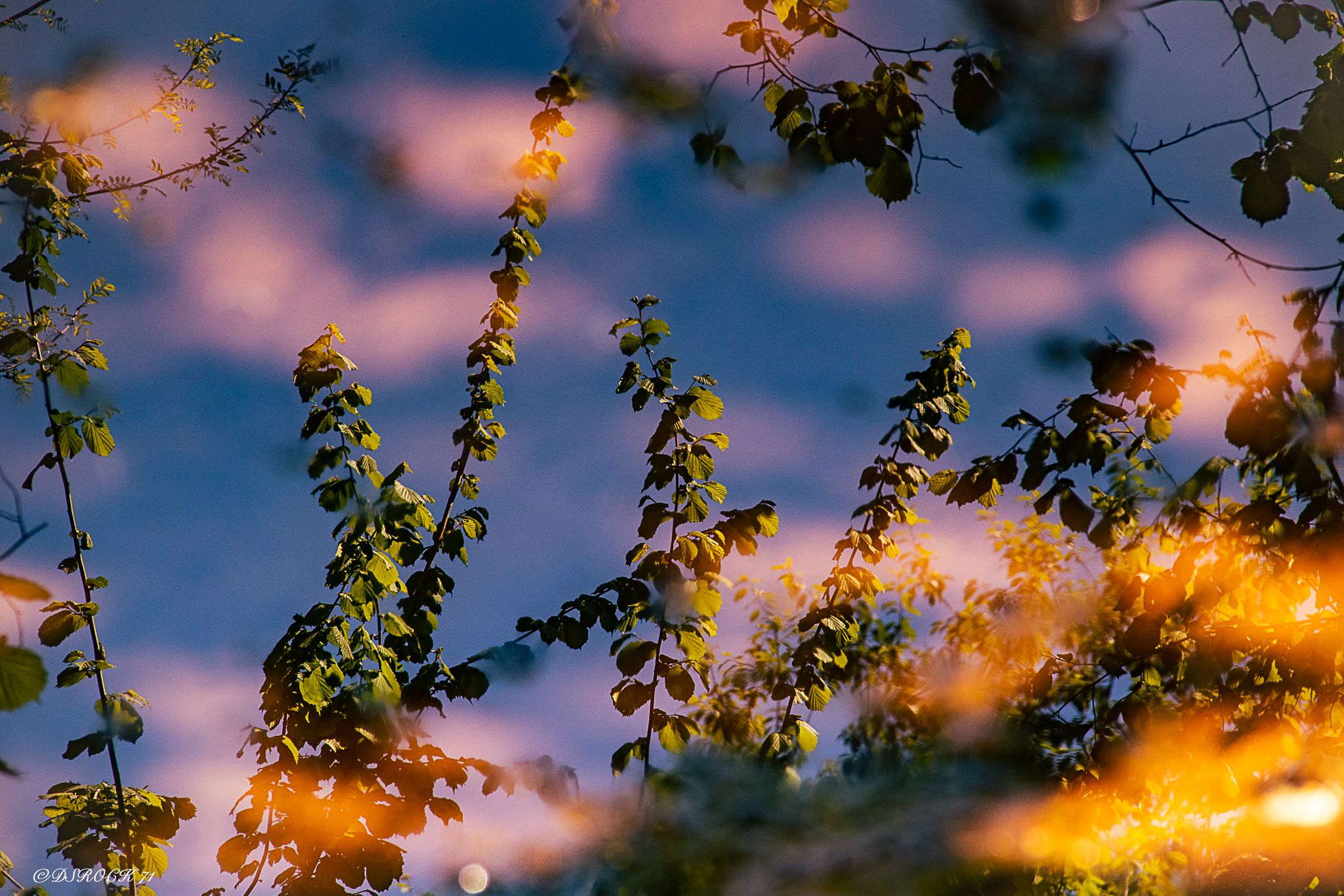 reflected leaves