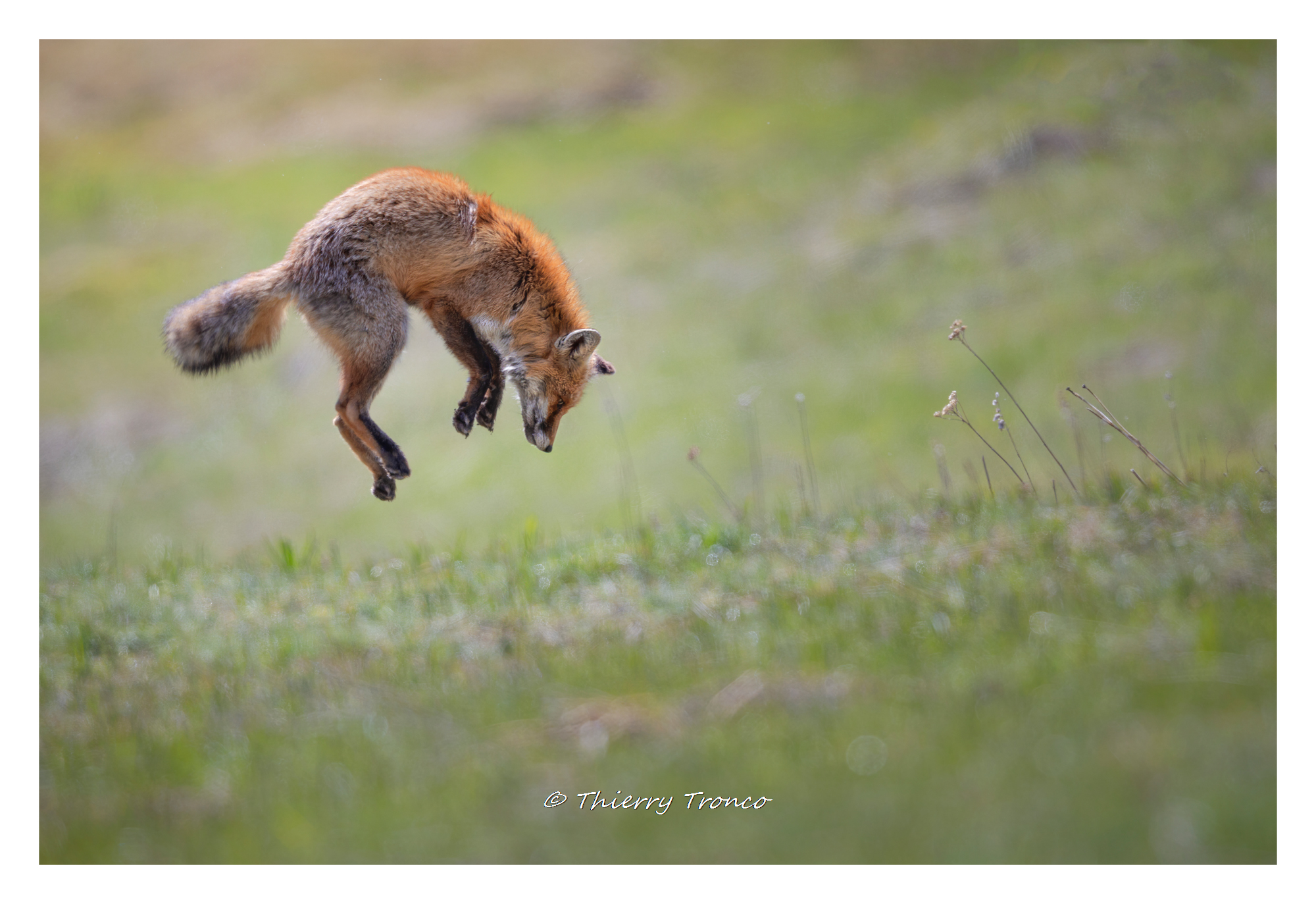 Bersaglio agganciato