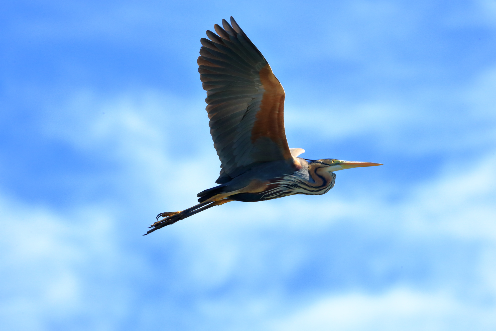 purple heron