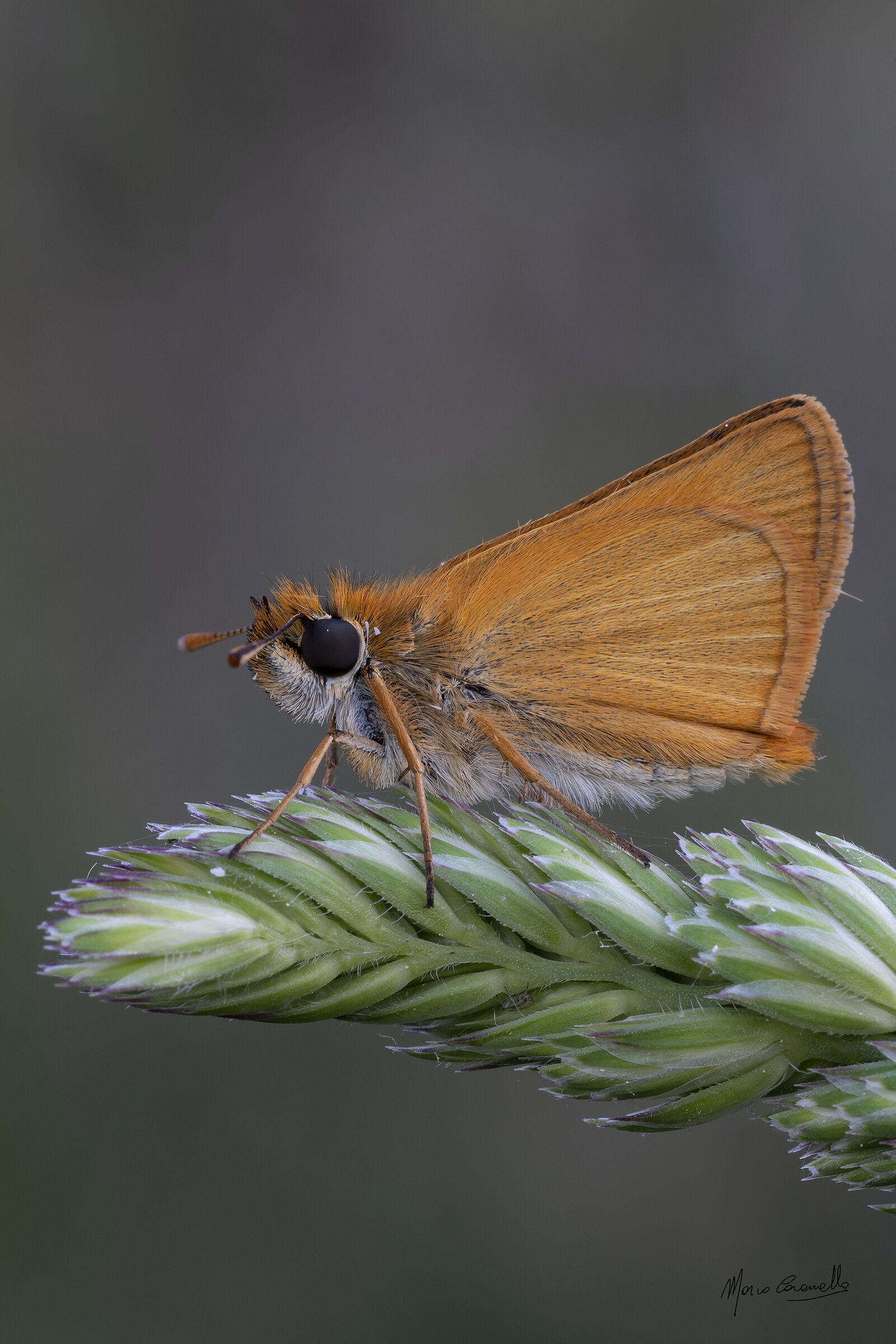 Thymelicus sylvestris